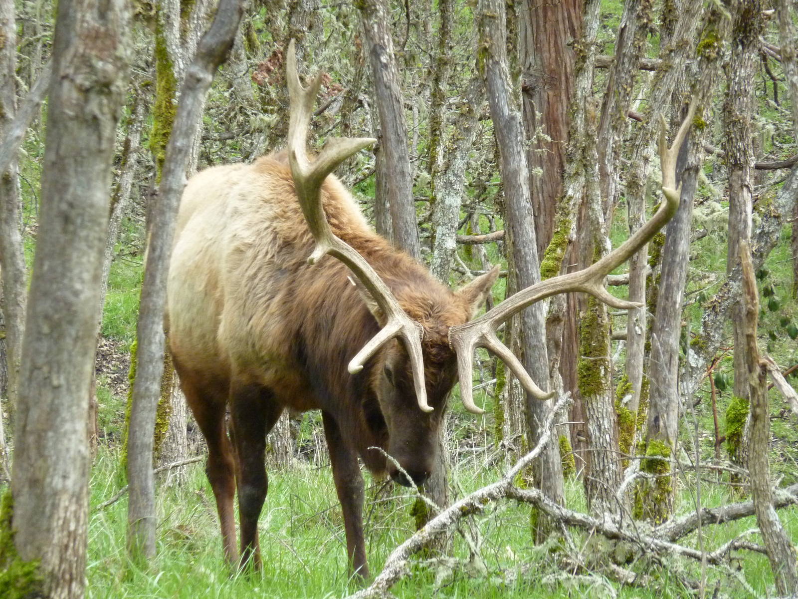 The Americas Area - Roosevelt Elk