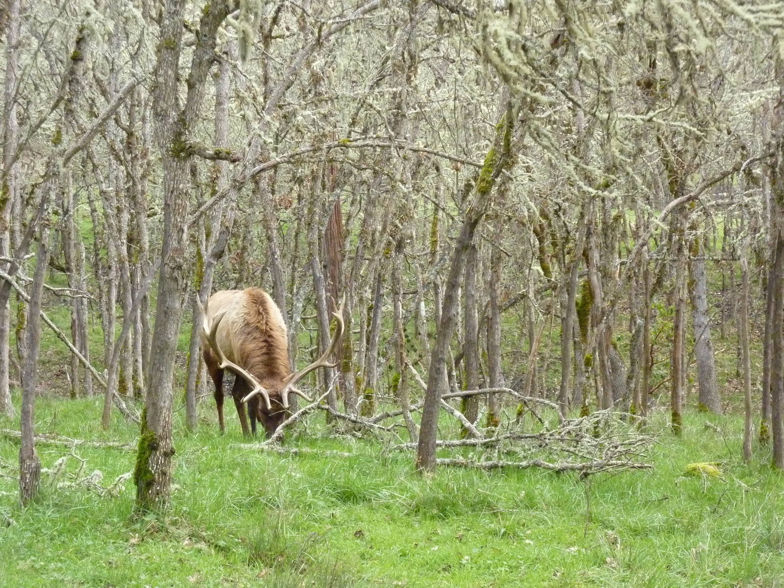 The Americas Area - Roosevelt Elk