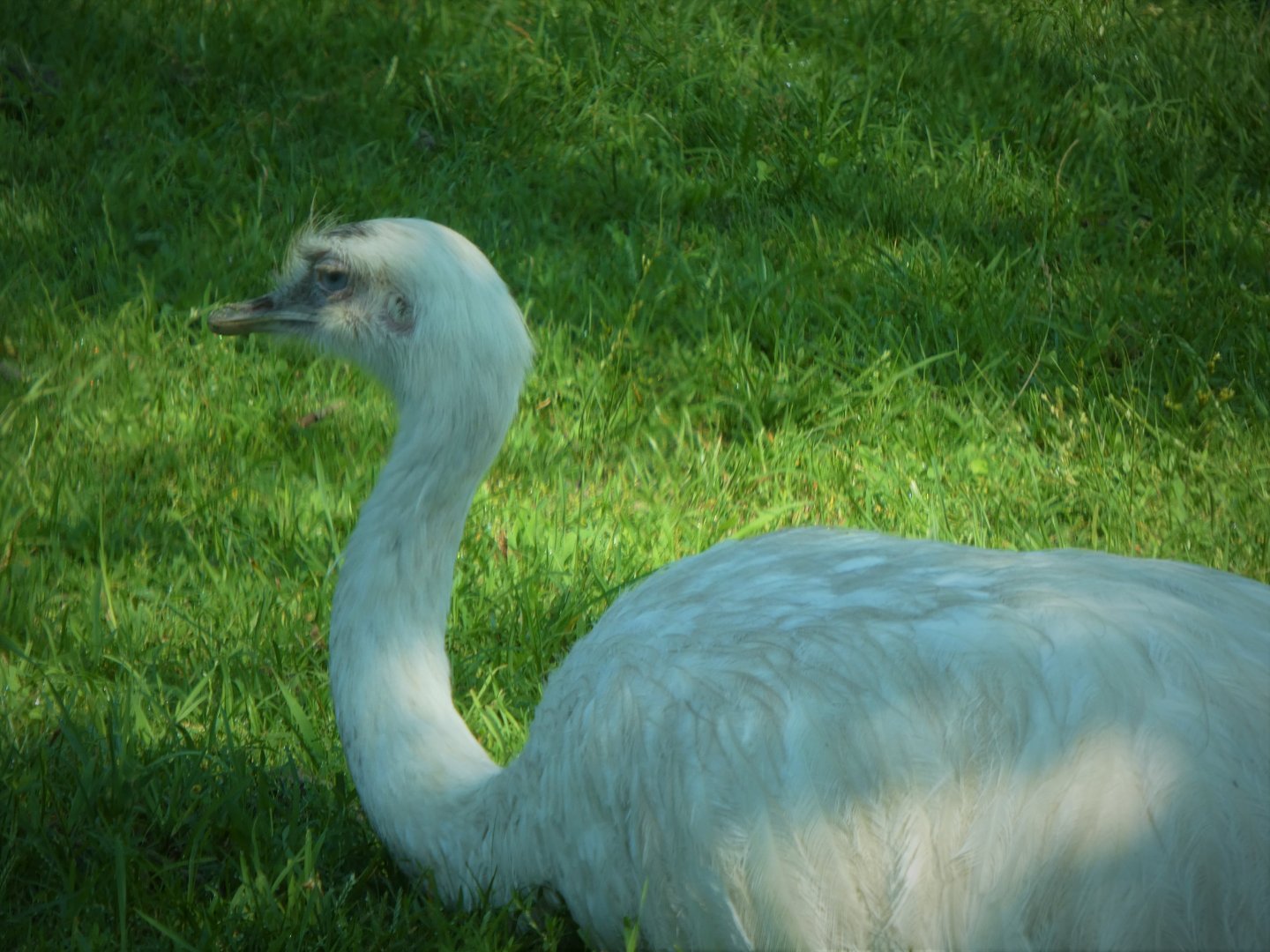 The Americas - Greater Rhea