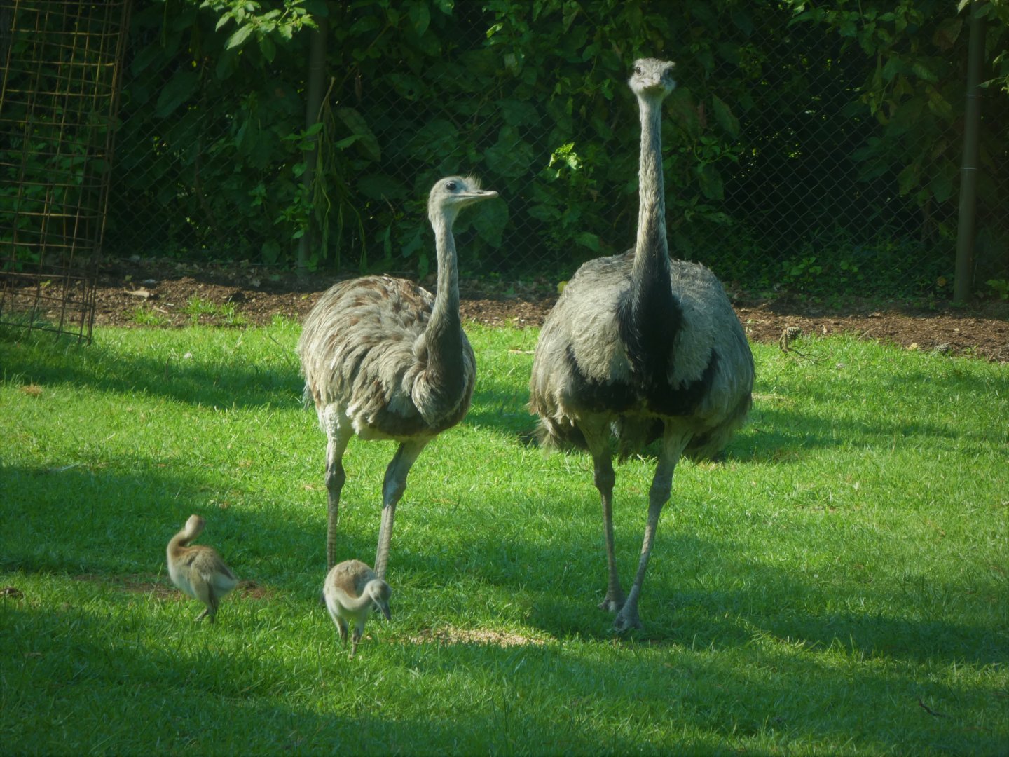 The Americas - Greater Rheas