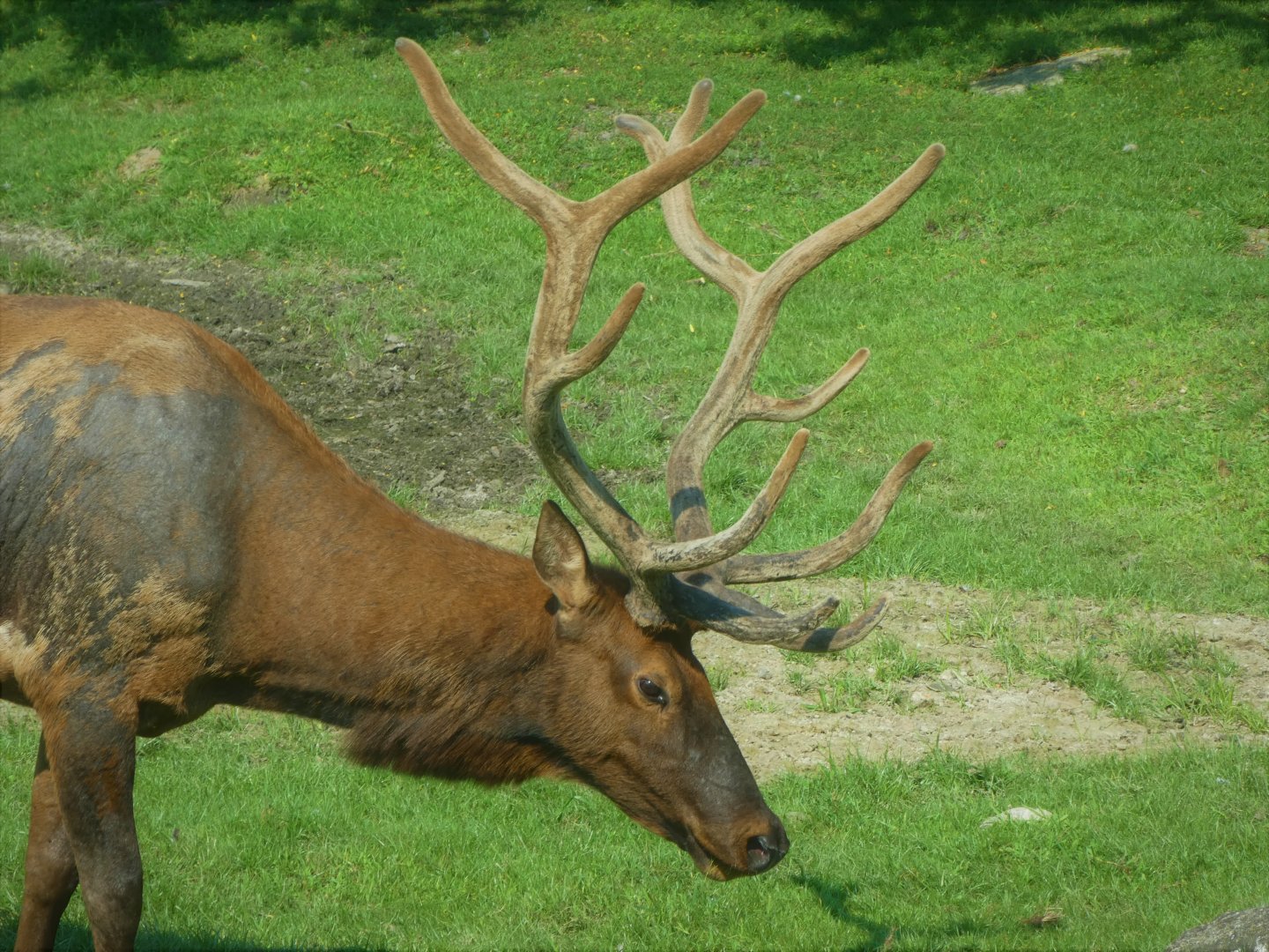 The Americas - Roosevelt Elk