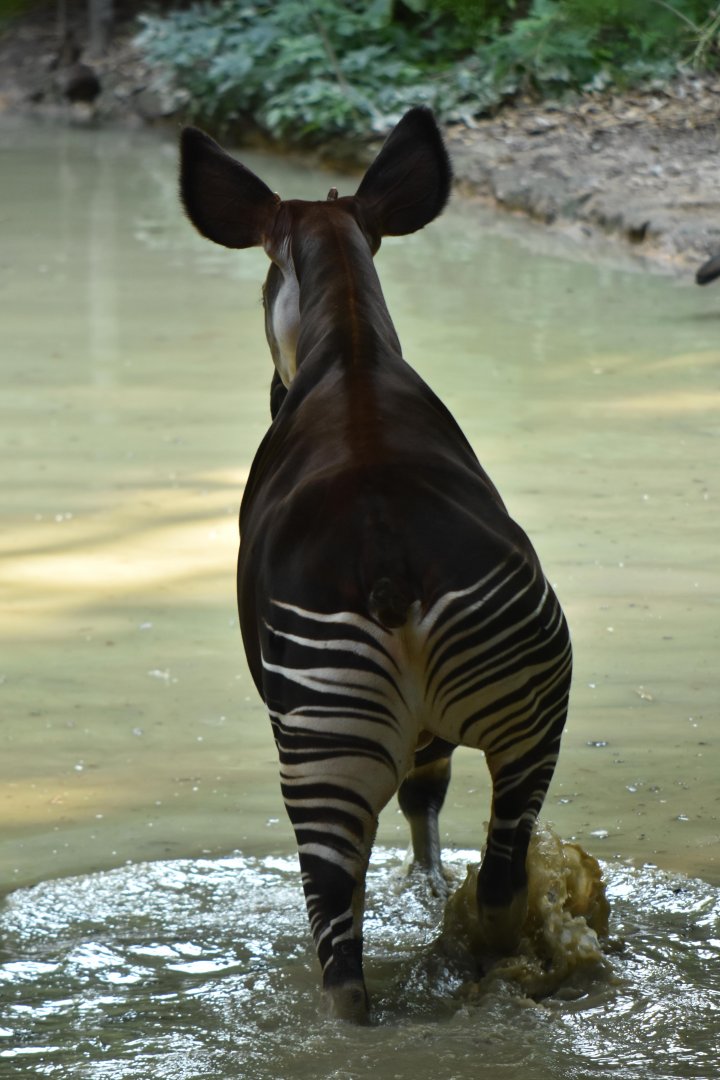 The amphibious okapi !