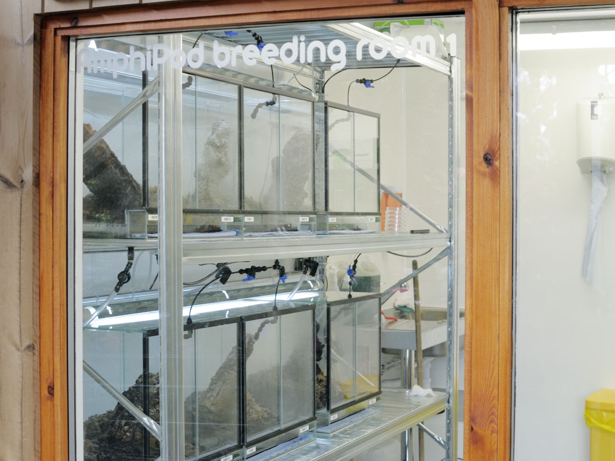 The Amphipod: golden mantella section