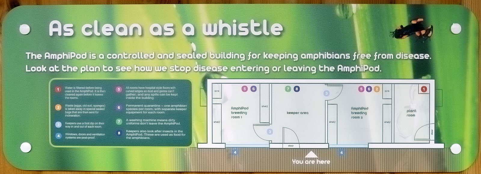 The Amphipod: hygiene sign and plan