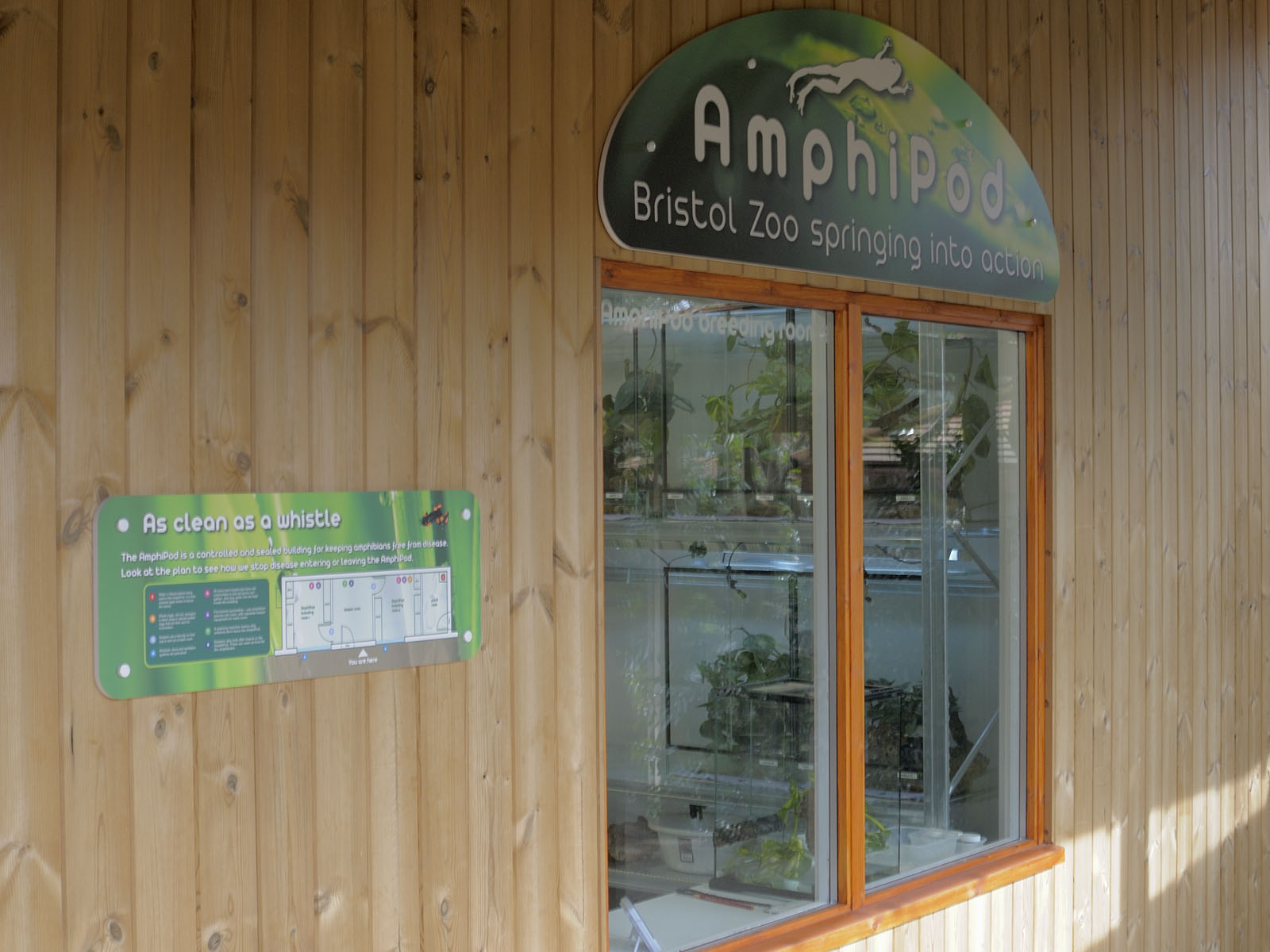 The Amphipod: lemur leaf frog section