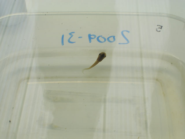 The Amphipod: lemur leaf frog tadpole