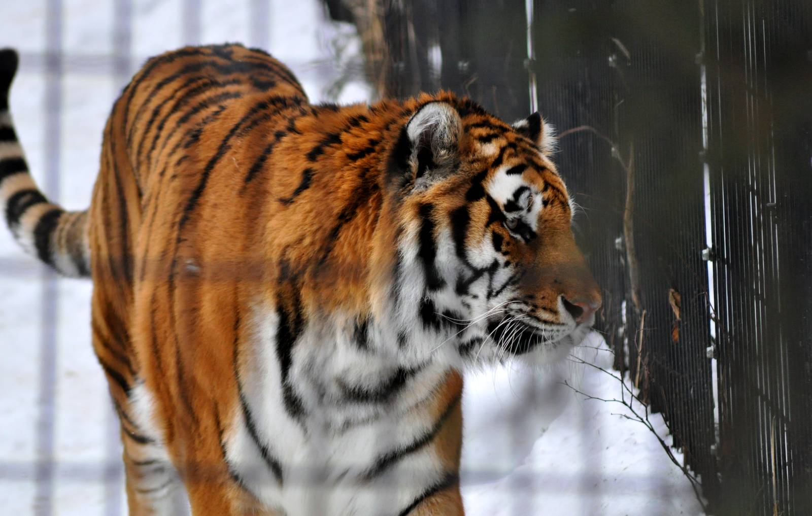 The Amur Tiger