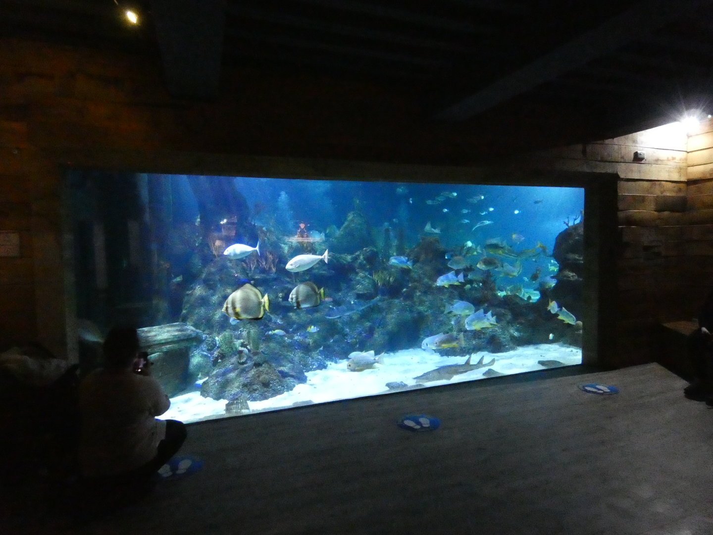 The Aqua Theatre - Skegness Aquarium
