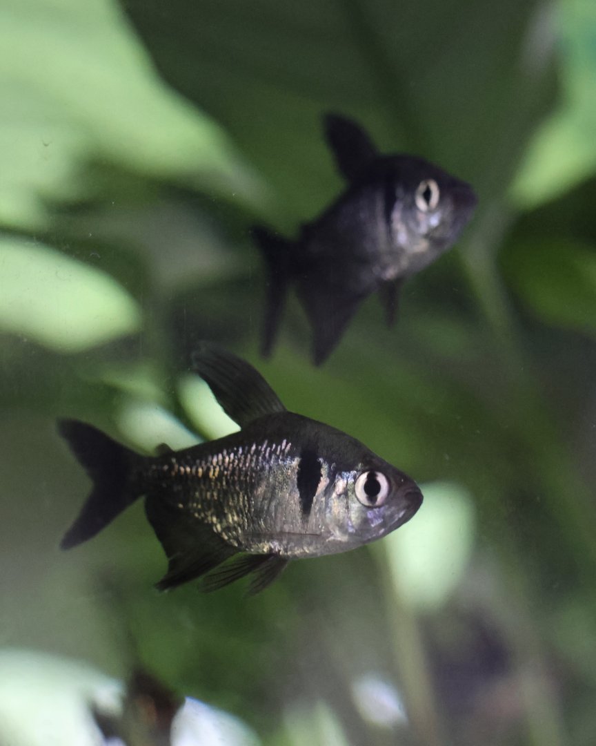 The Aqua Zoo—Black Phantom Tetra, pair