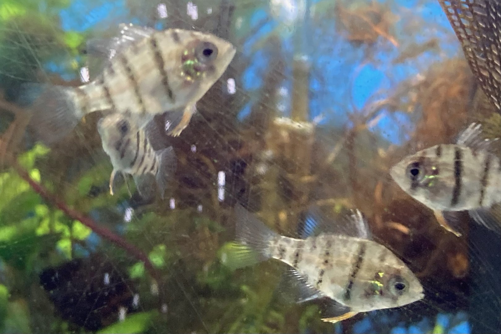 The Aqua Zoo—Blackbanded Sunfish