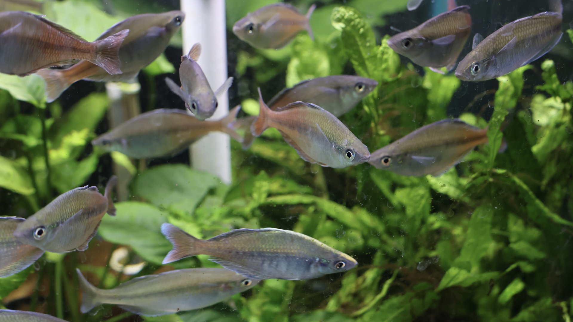 The Aqua Zoo—Bleher's Rainbowfish school