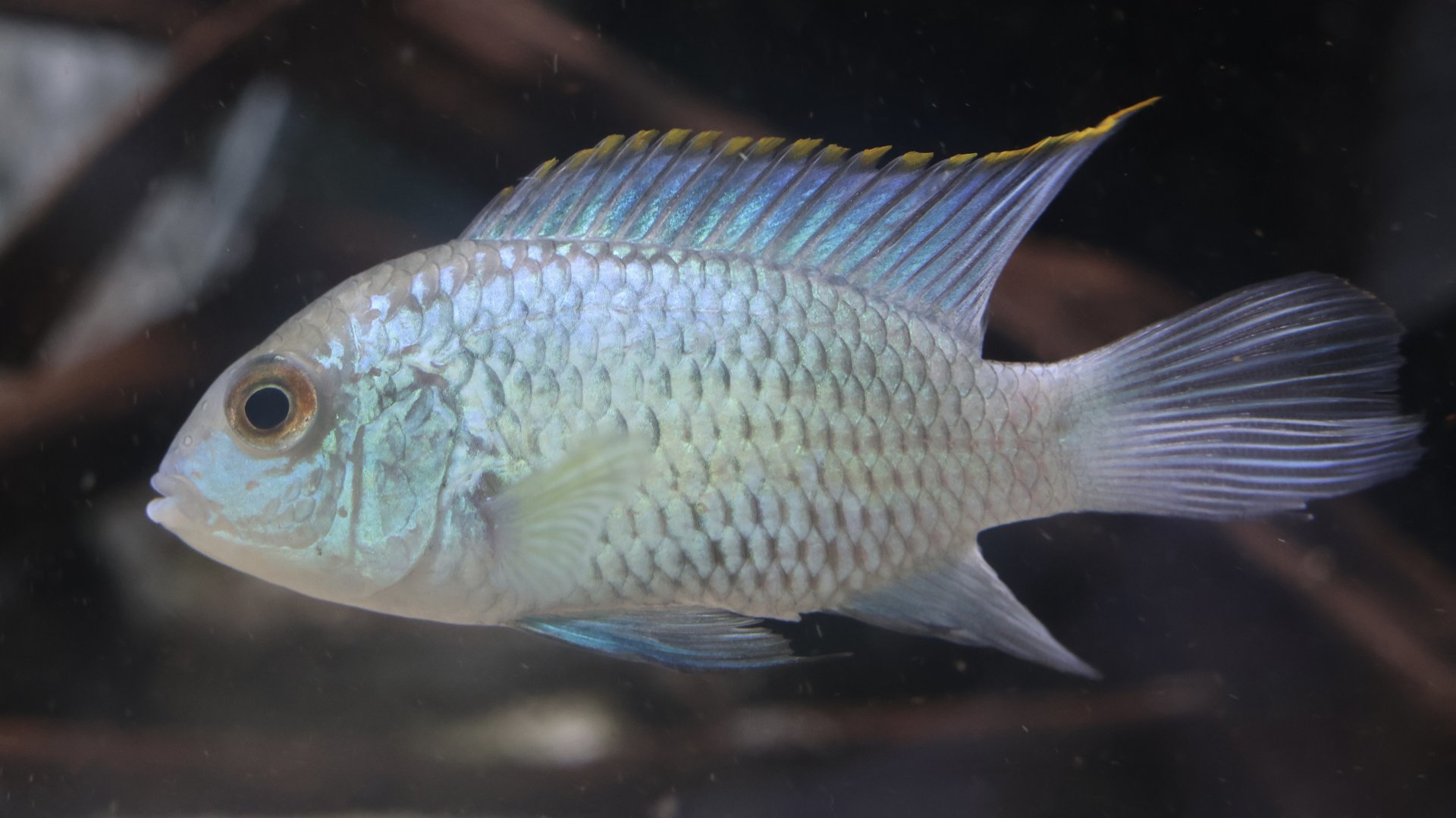 The Aqua Zoo—Blue Acara