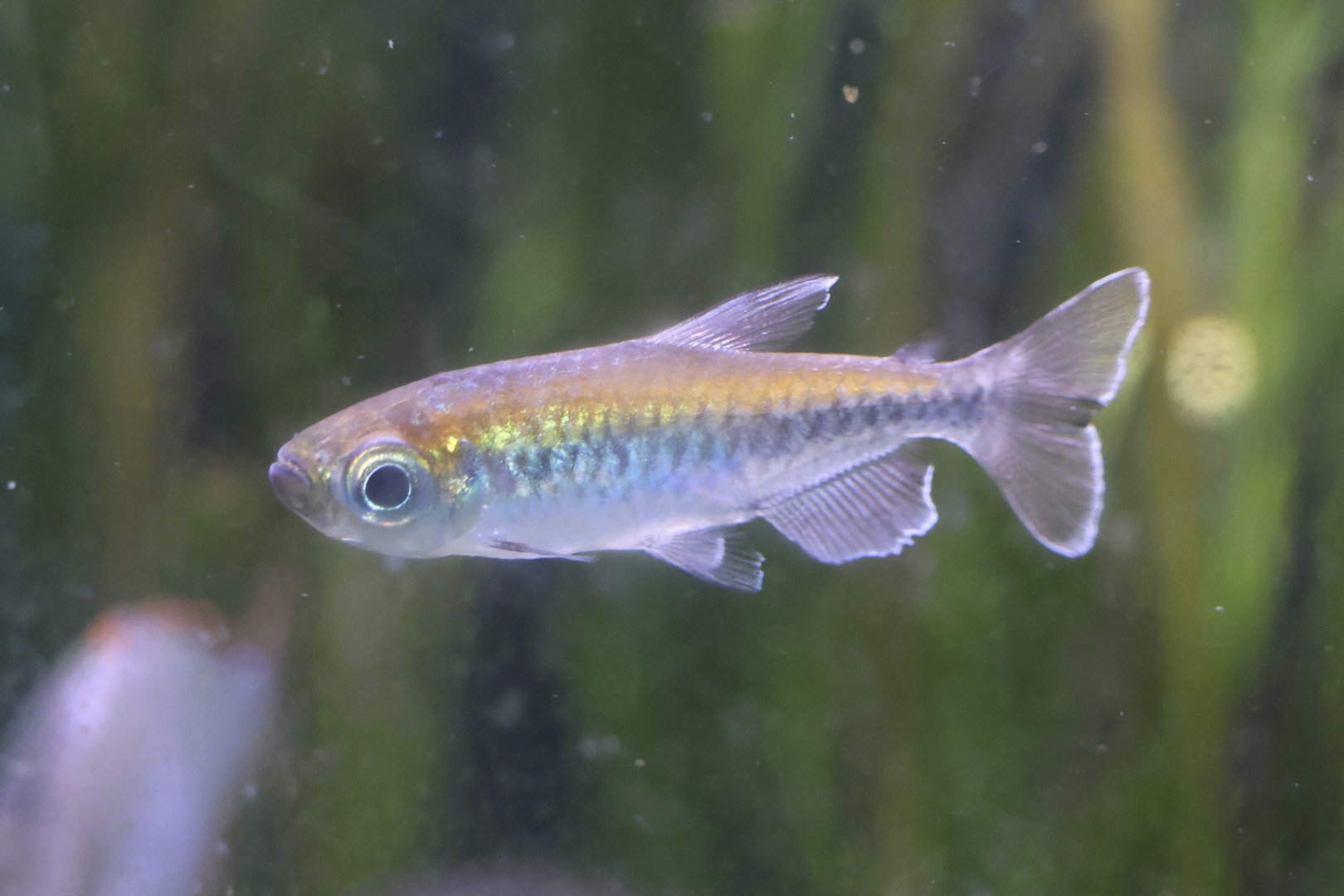 The Aqua Zoo—Congo Tetra