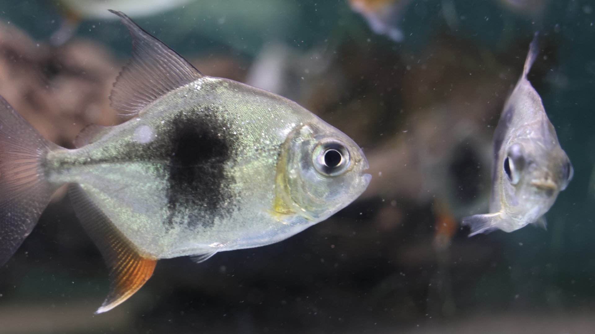 The Aqua Zoo—Disk Tetra, pair (from a tank containing a large school)