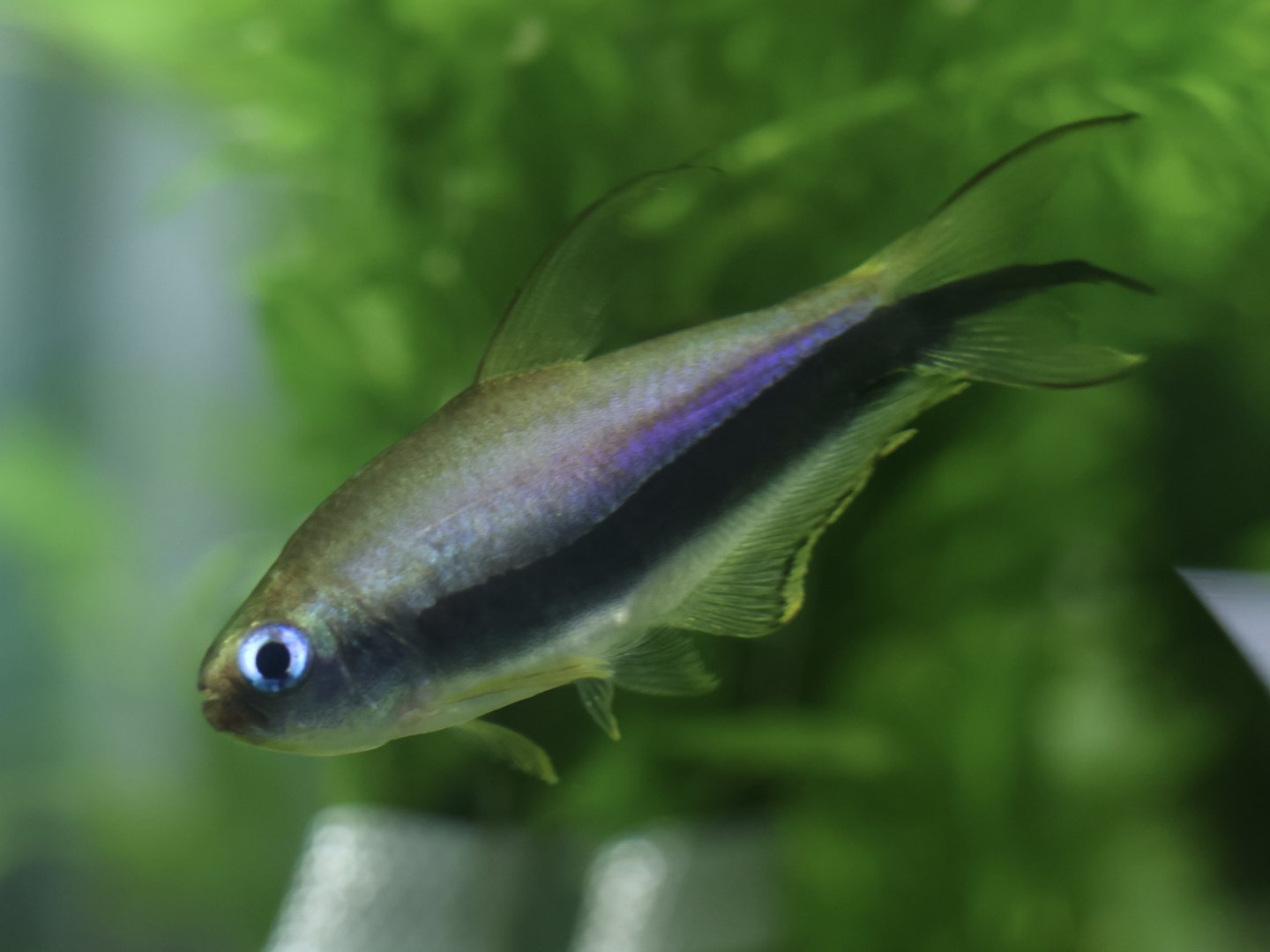 The Aqua Zoo—Emperor Tetra
