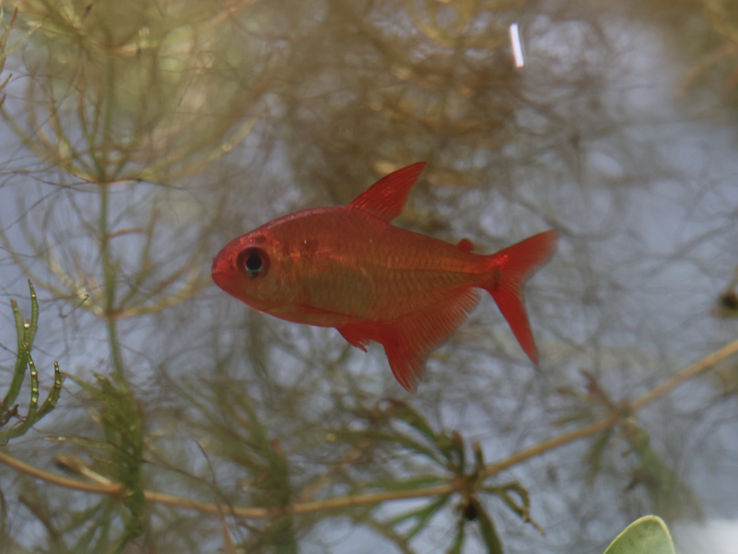 The Aqua Zoo—Hyphessobrycon sp. “Red Cherry”