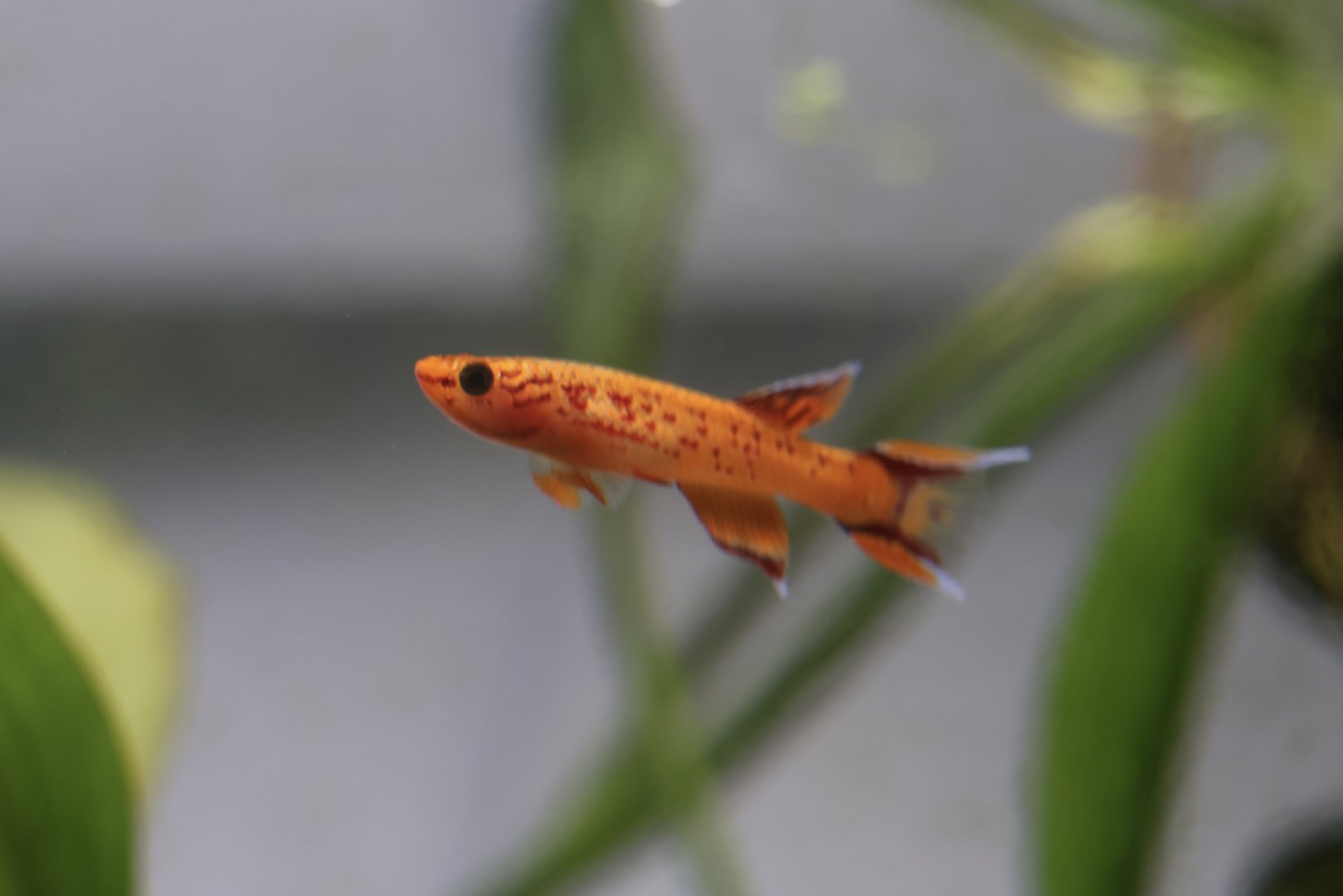 The Aqua Zoo—Lyretail Panchax