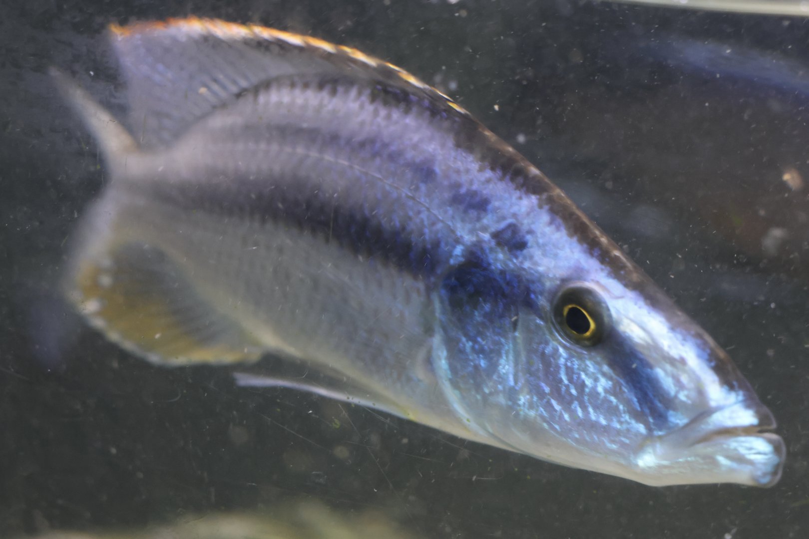 The Aqua Zoo—Malawi Eyebiter