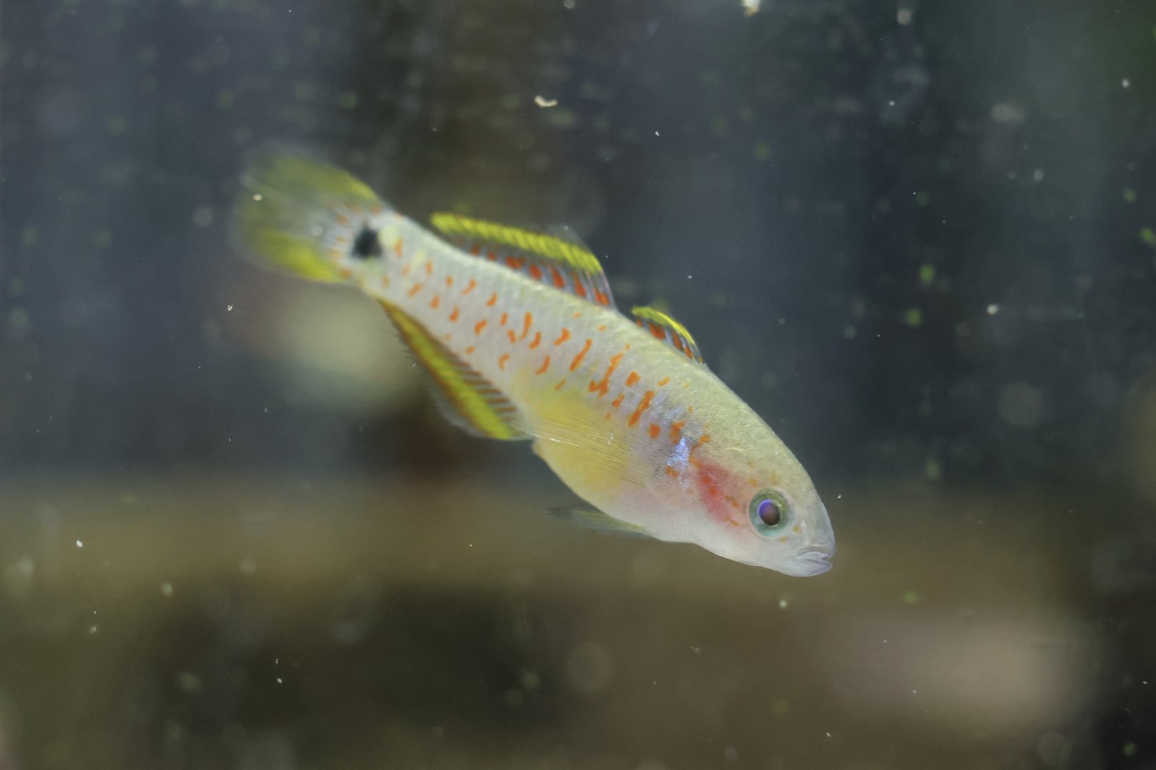 The Aqua Zoo—Peacock Gudgeon