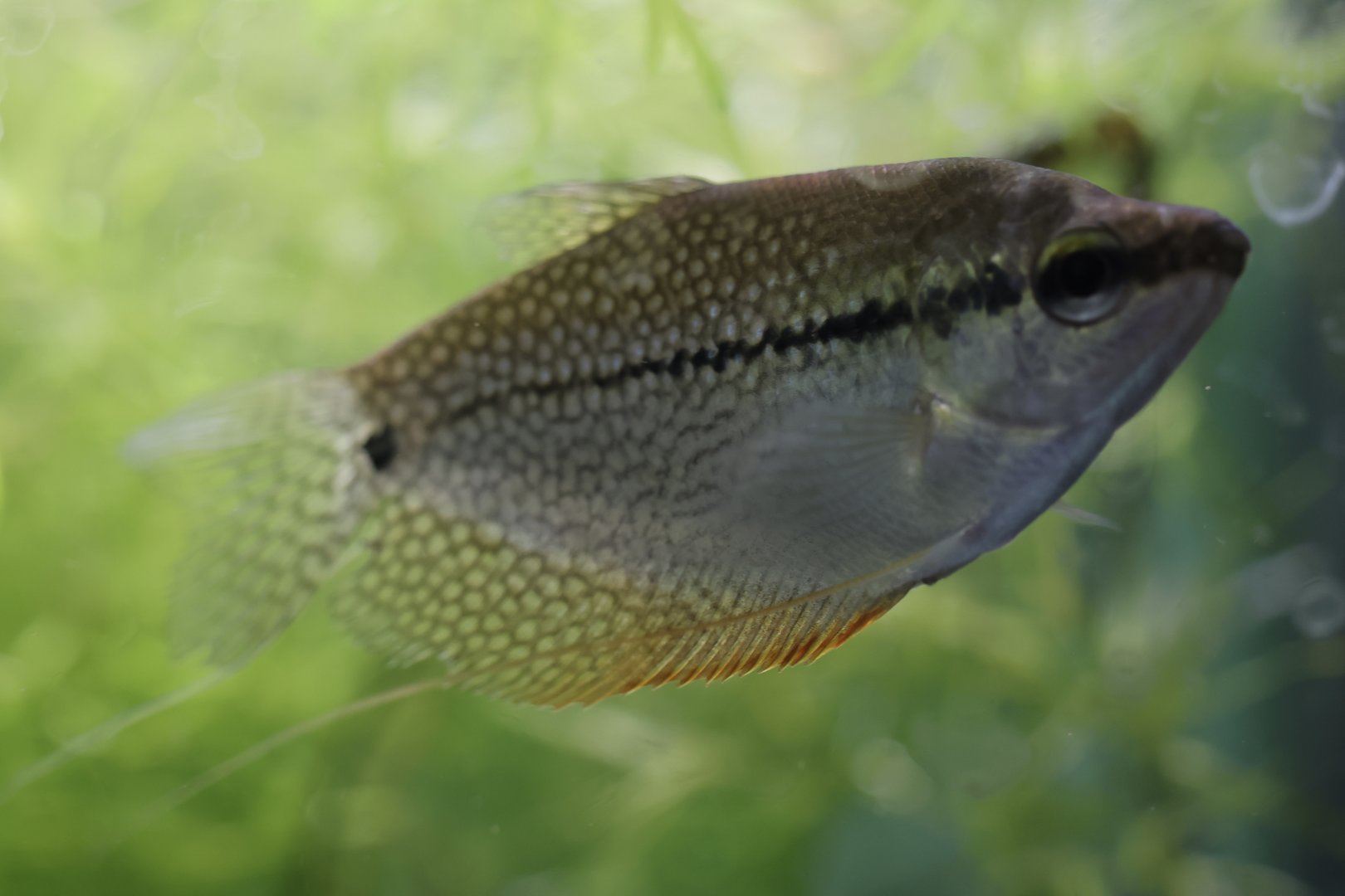 The Aqua Zoo—Pearl Gourami