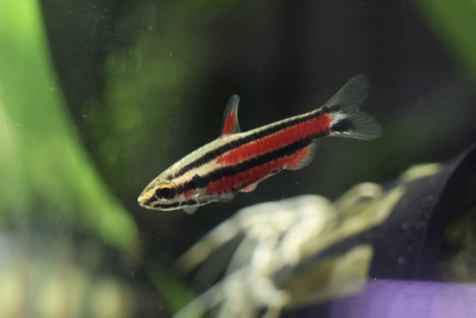 The Aqua Zoo—Purple Pencilfish