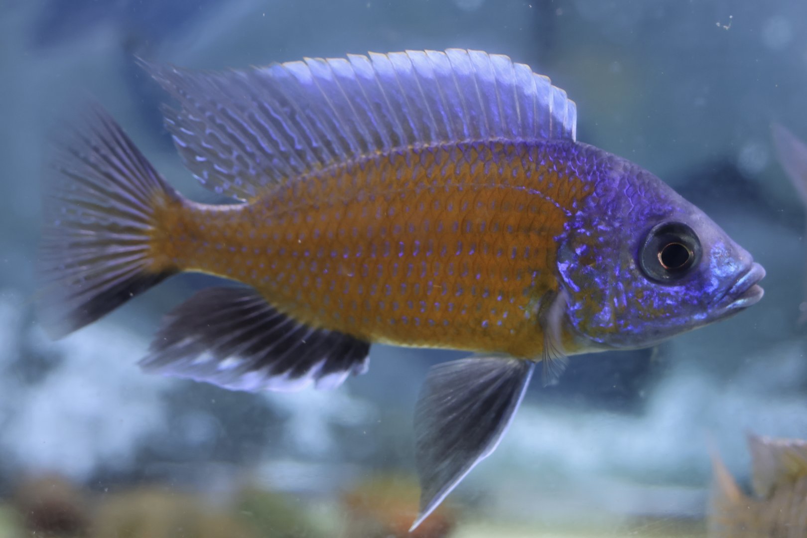 The Aqua Zoo—Red Fin Hap