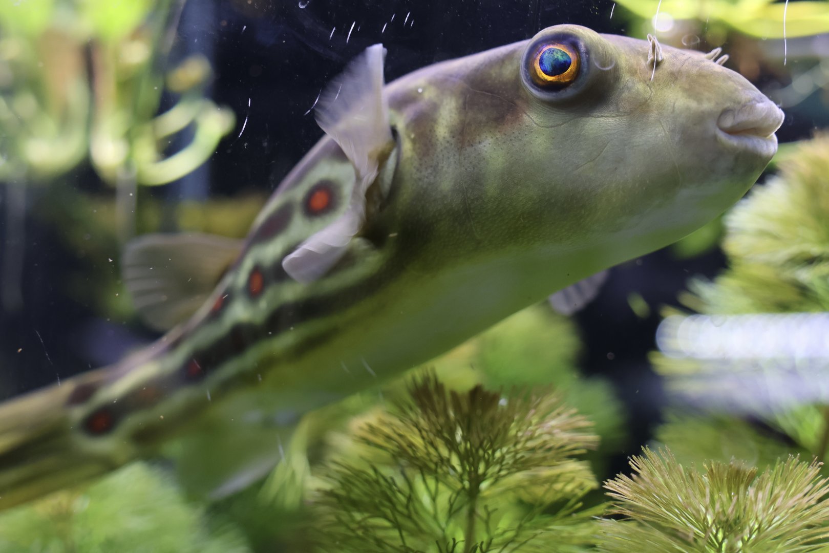 The Aqua Zoo—Redline Puffer