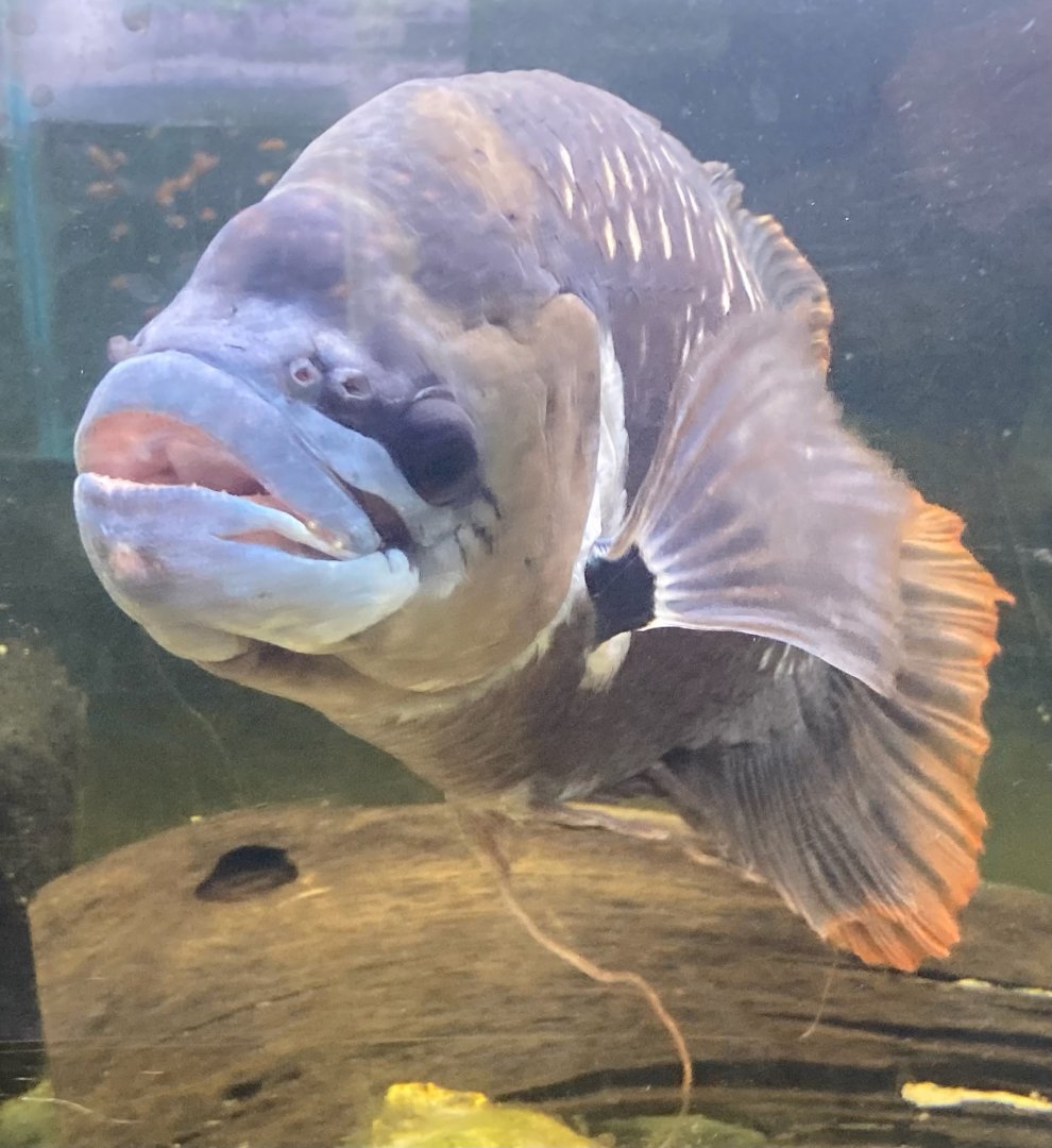 The Aqua Zoo—Redtail Giant Gourami