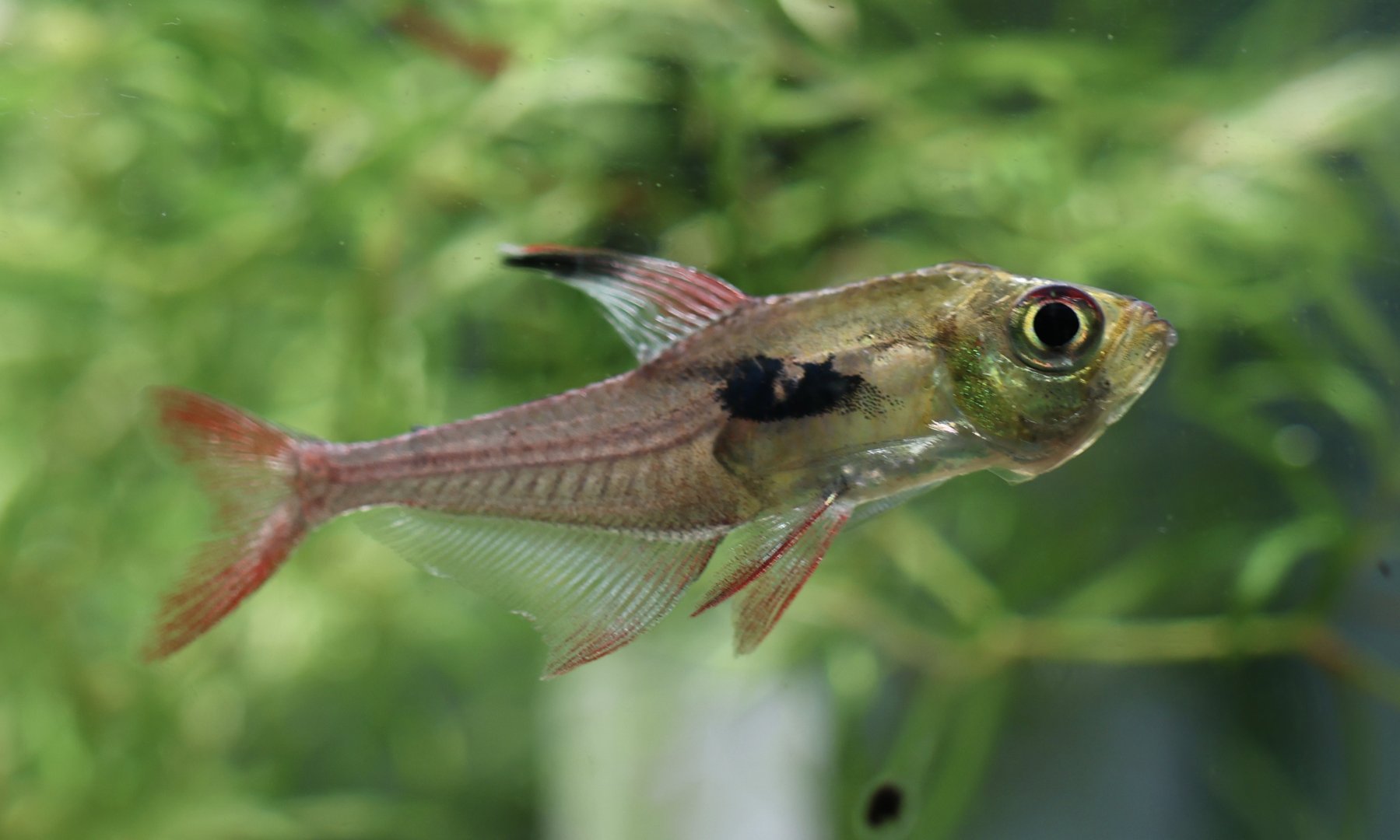 The Aqua Zoo—Rosy Tetra