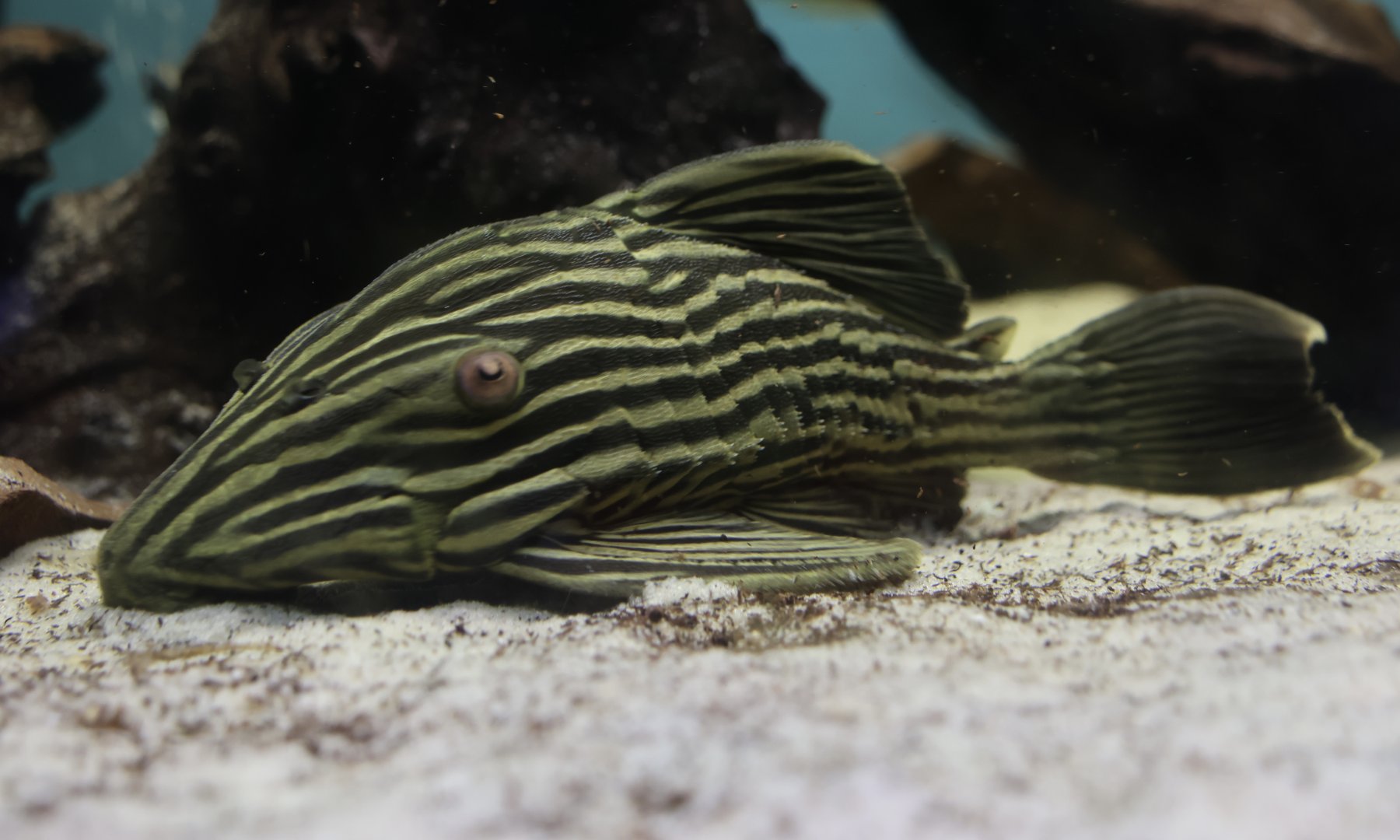 The Aqua Zoo—Royal Pleco