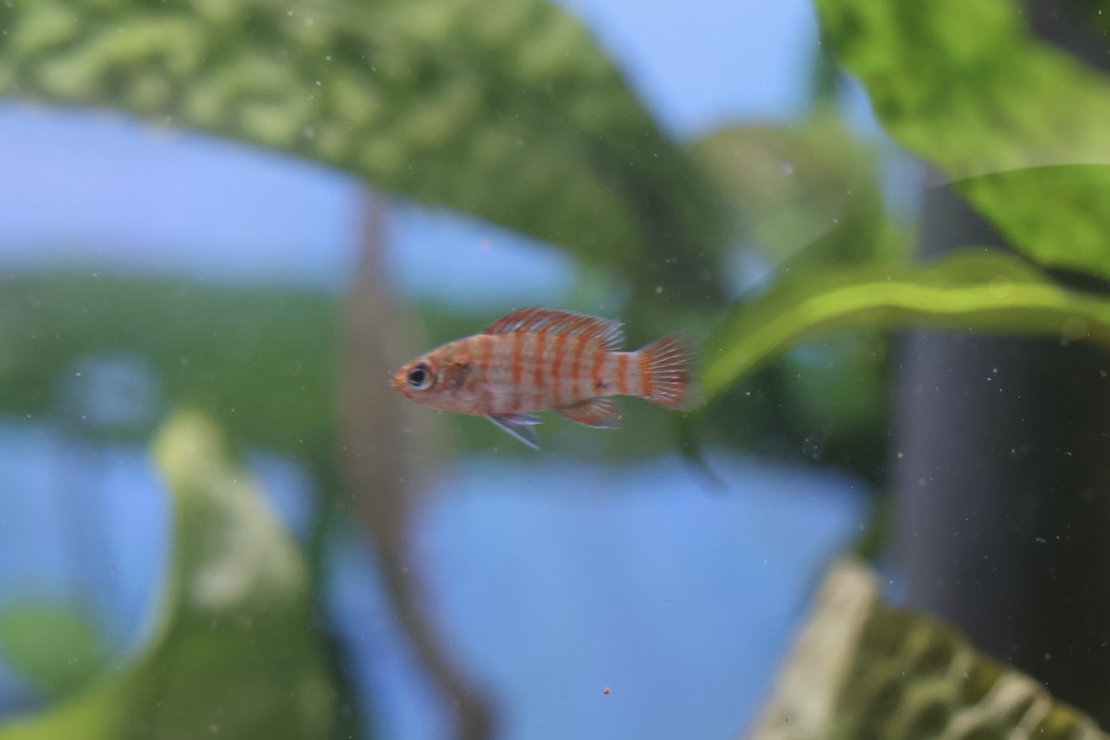 The Aqua Zoo—Scarlet Badis