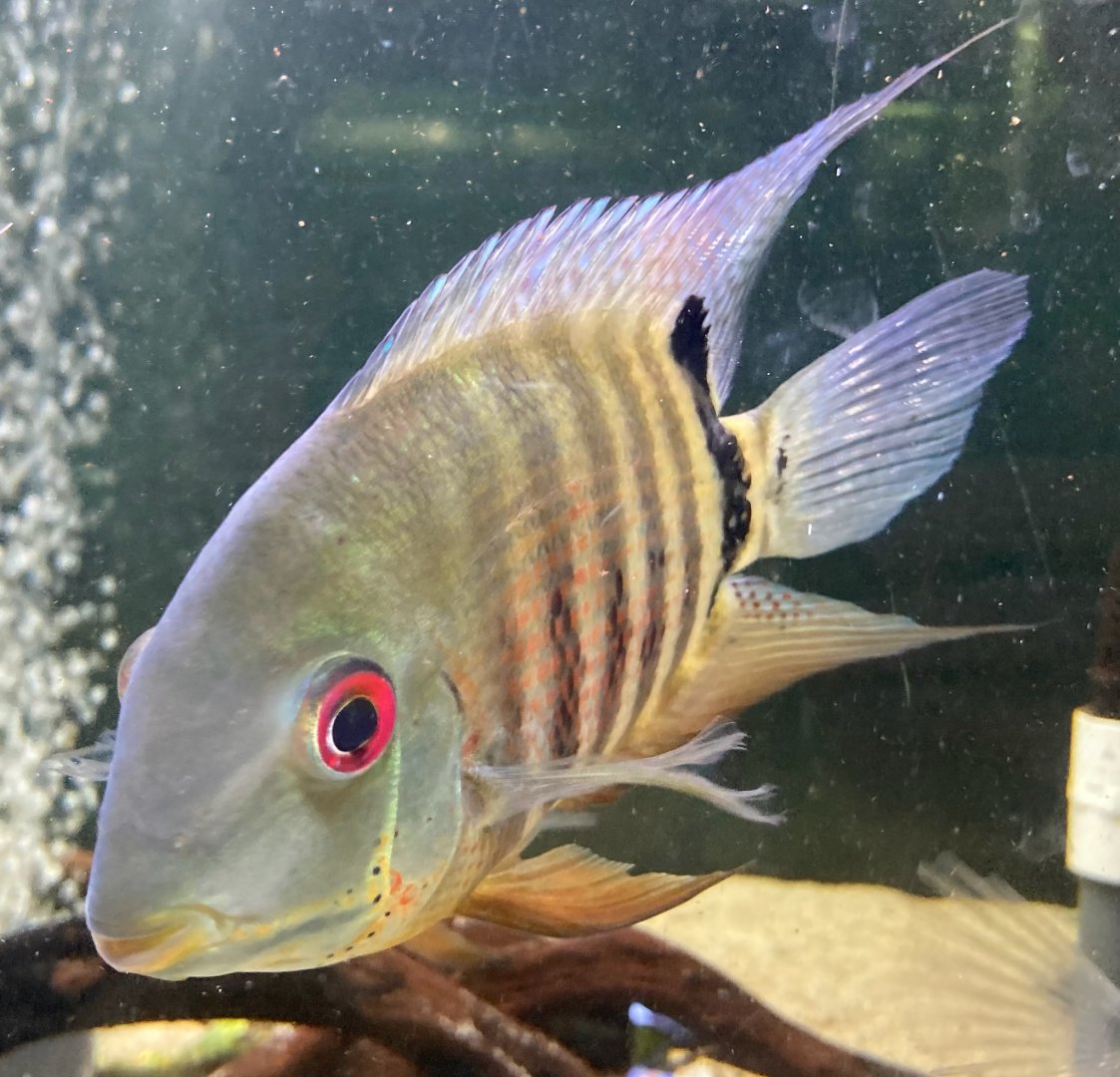 The Aqua Zoo—”Severum” (wild-type)