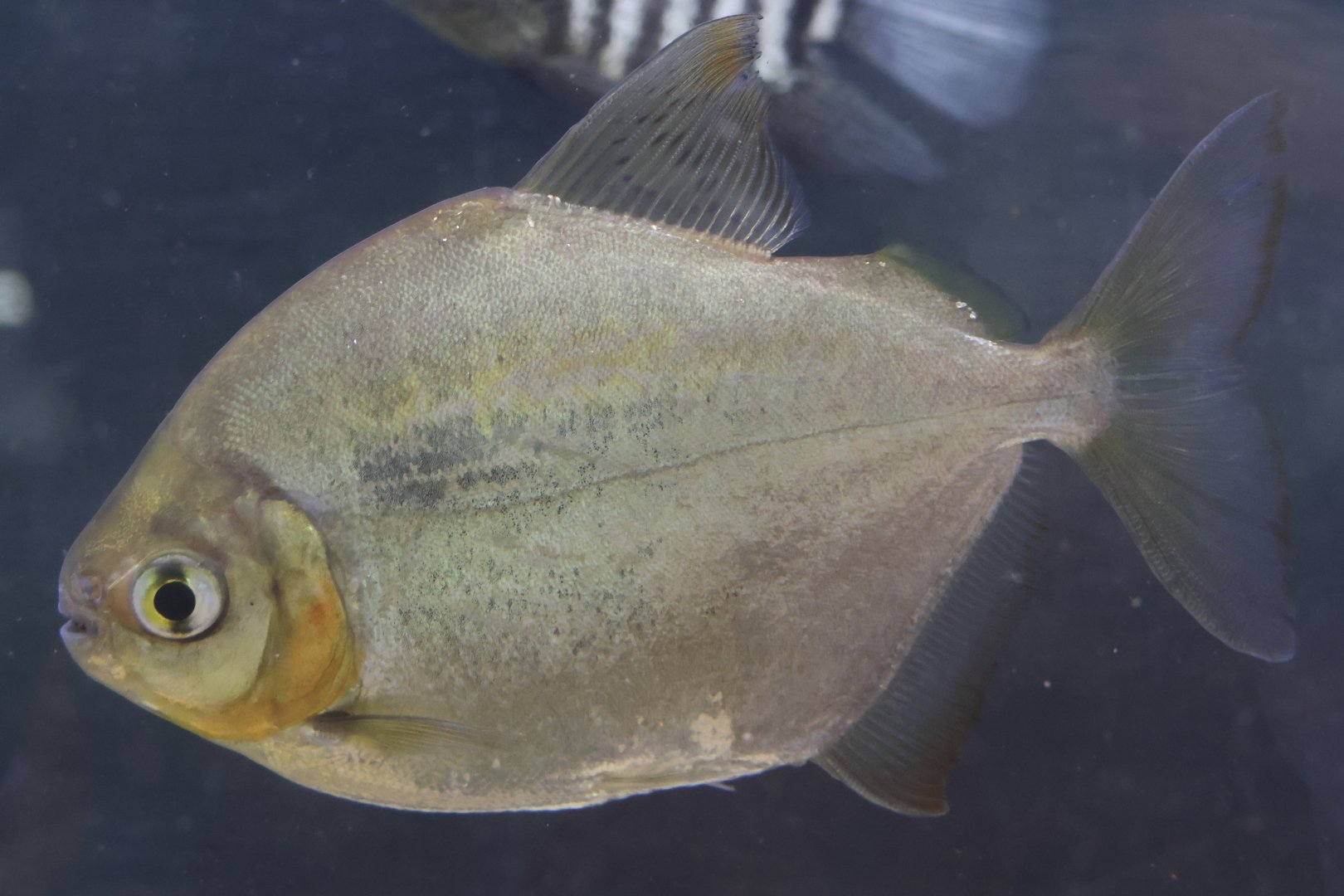 The Aqua Zoo—Silver Dollar