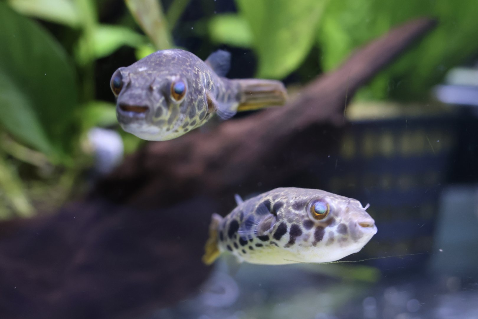 The Aqua Zoo—Spotted Congo Puffer, pair
