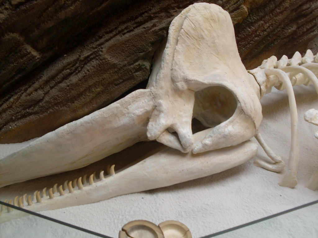 The aquarium of the crabs