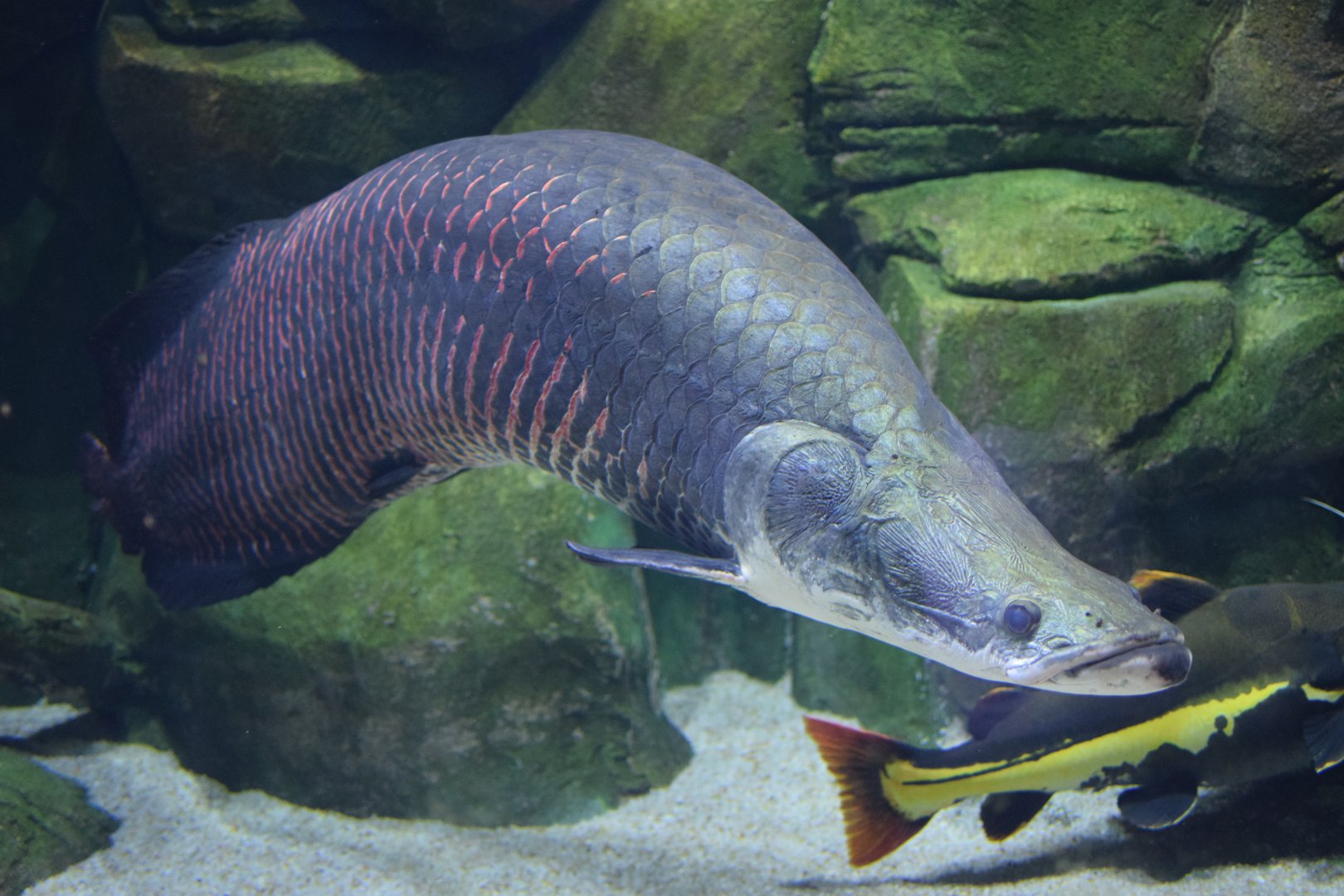 The arapaima - The National Aquarium Abu Dhabi