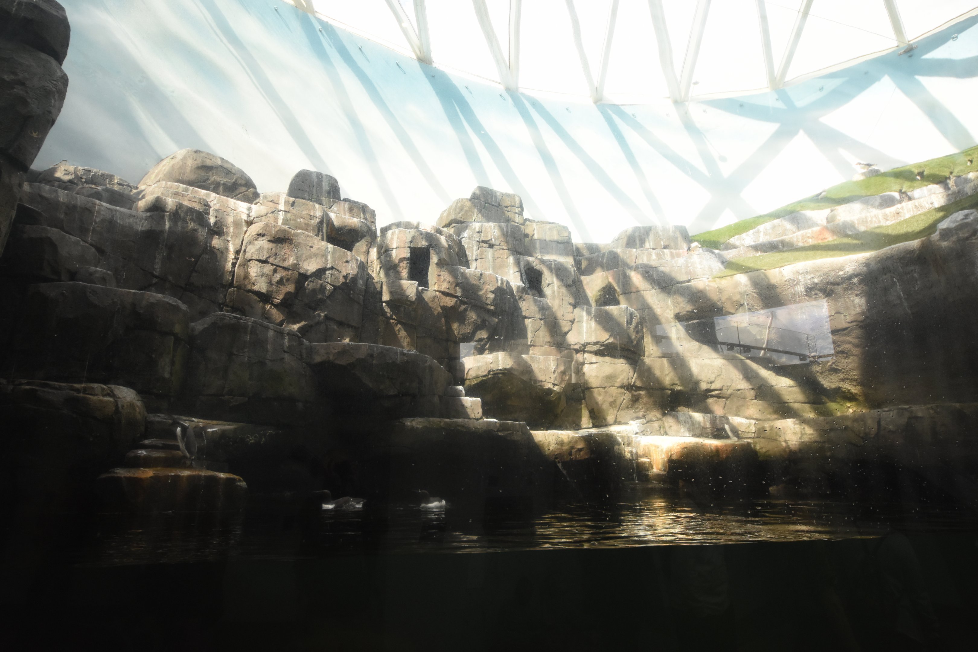 The Arctic ring - Puffin & Guillemot enclosure