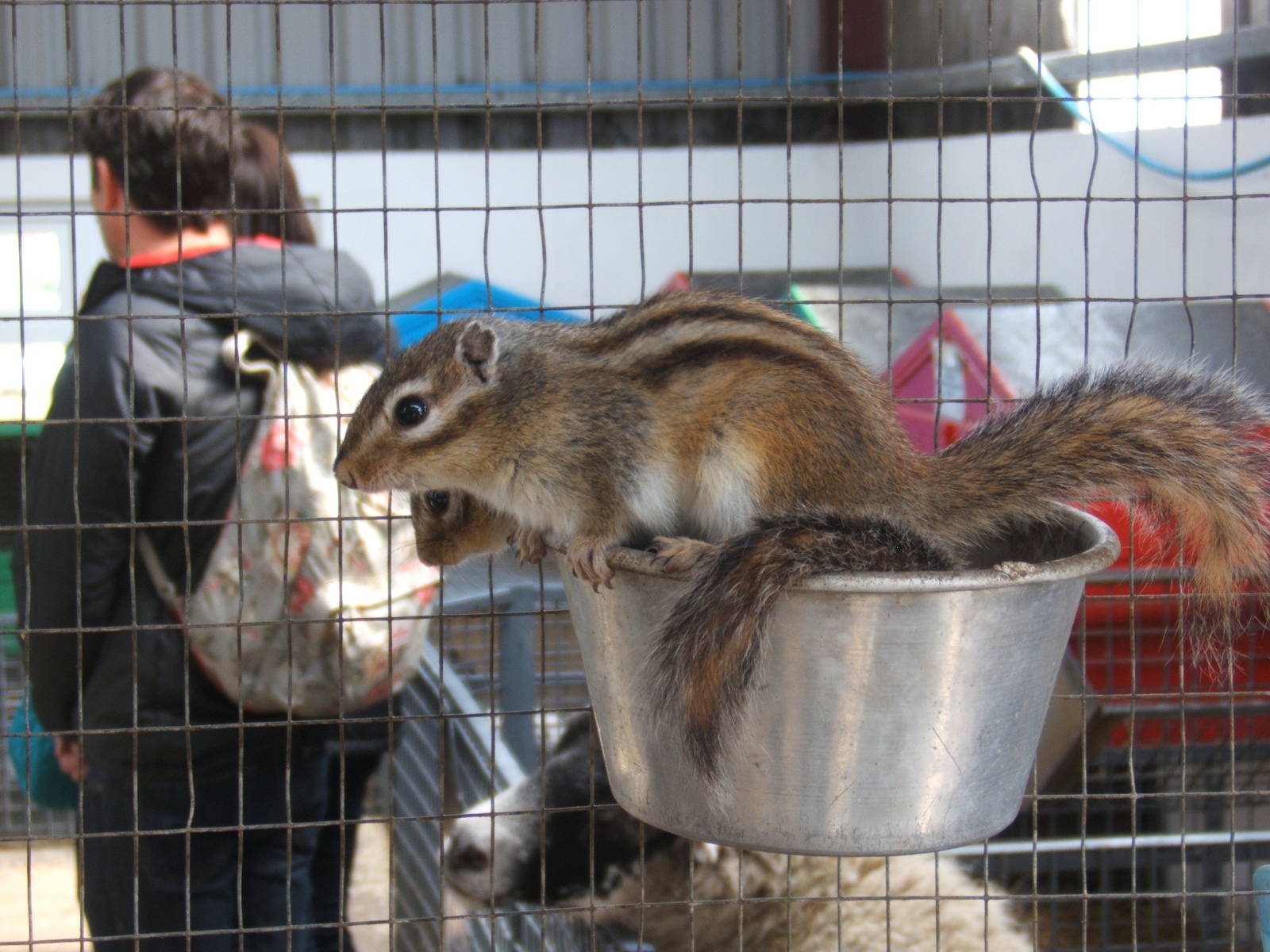 The Ark Open Farm NI