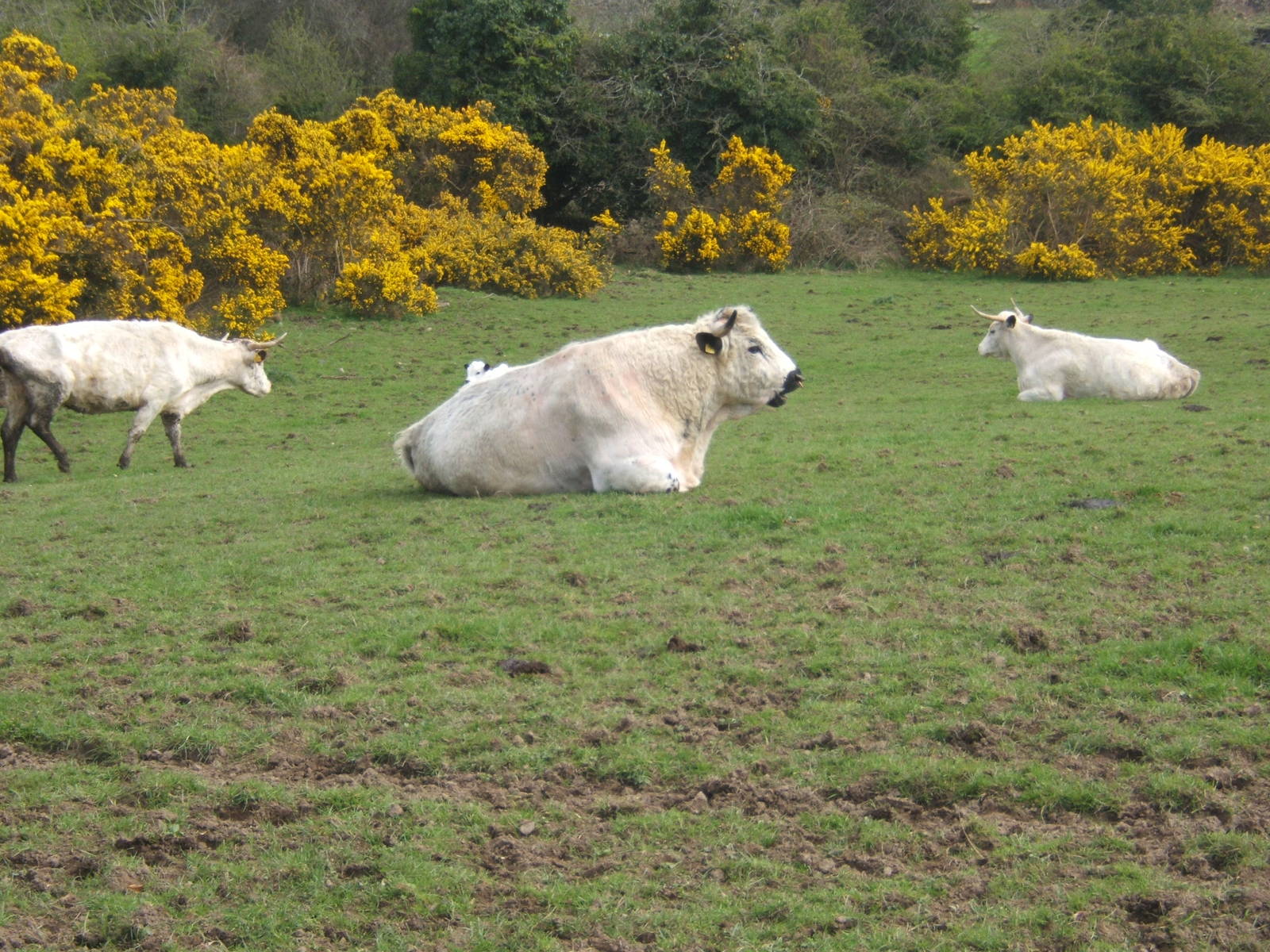 The Ark Open Farm NI