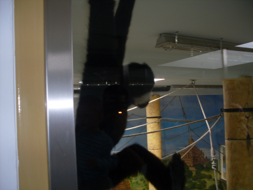 The asian elephant-crested gibbon mixed indoor exhibit