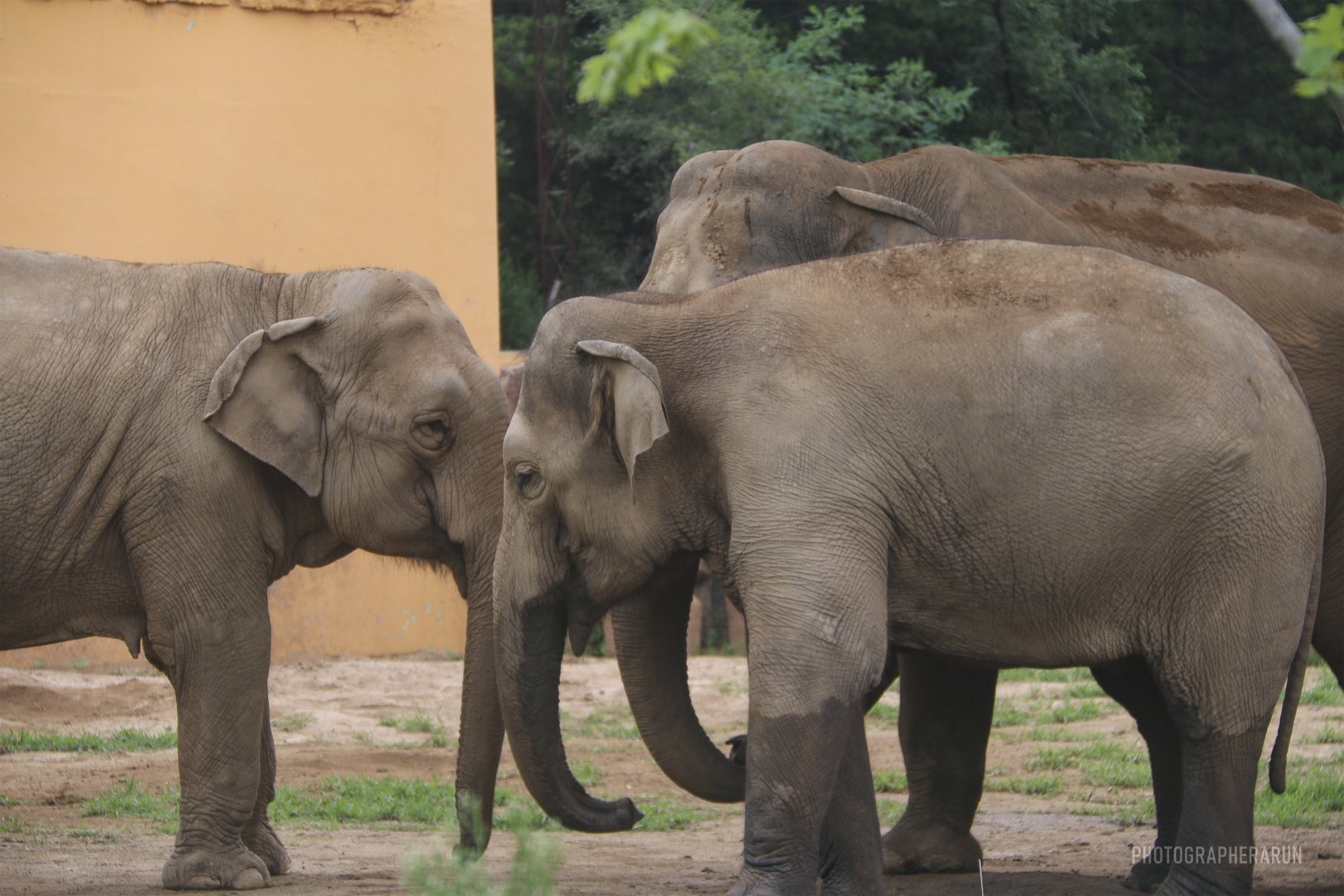 The Asian Elephant Family(2021)