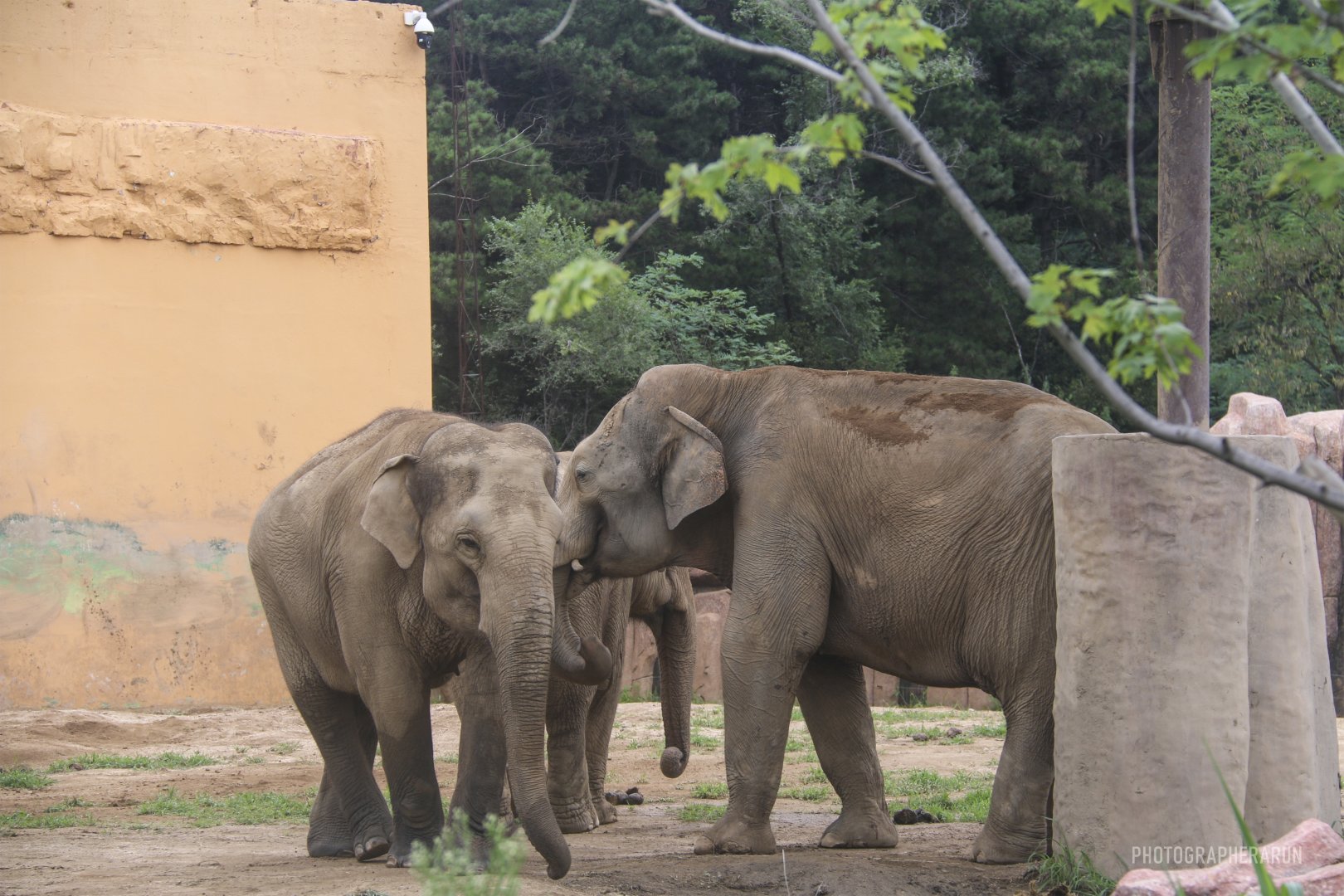 The Asian Elephant Family(2021)