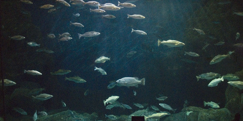 The Atlantic Reef tank at the National Marine Aquarium, Plymouth