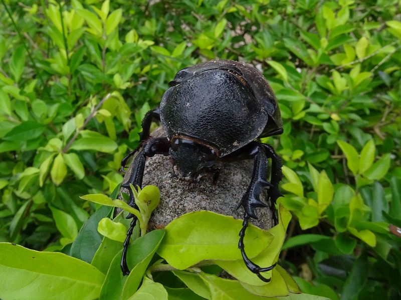 The Atlas beetle (Chalcosoma atlas)