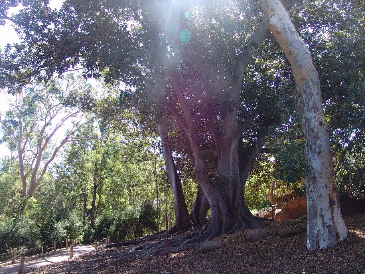 The 'Australian Bush-Walk' walk-through exhibit