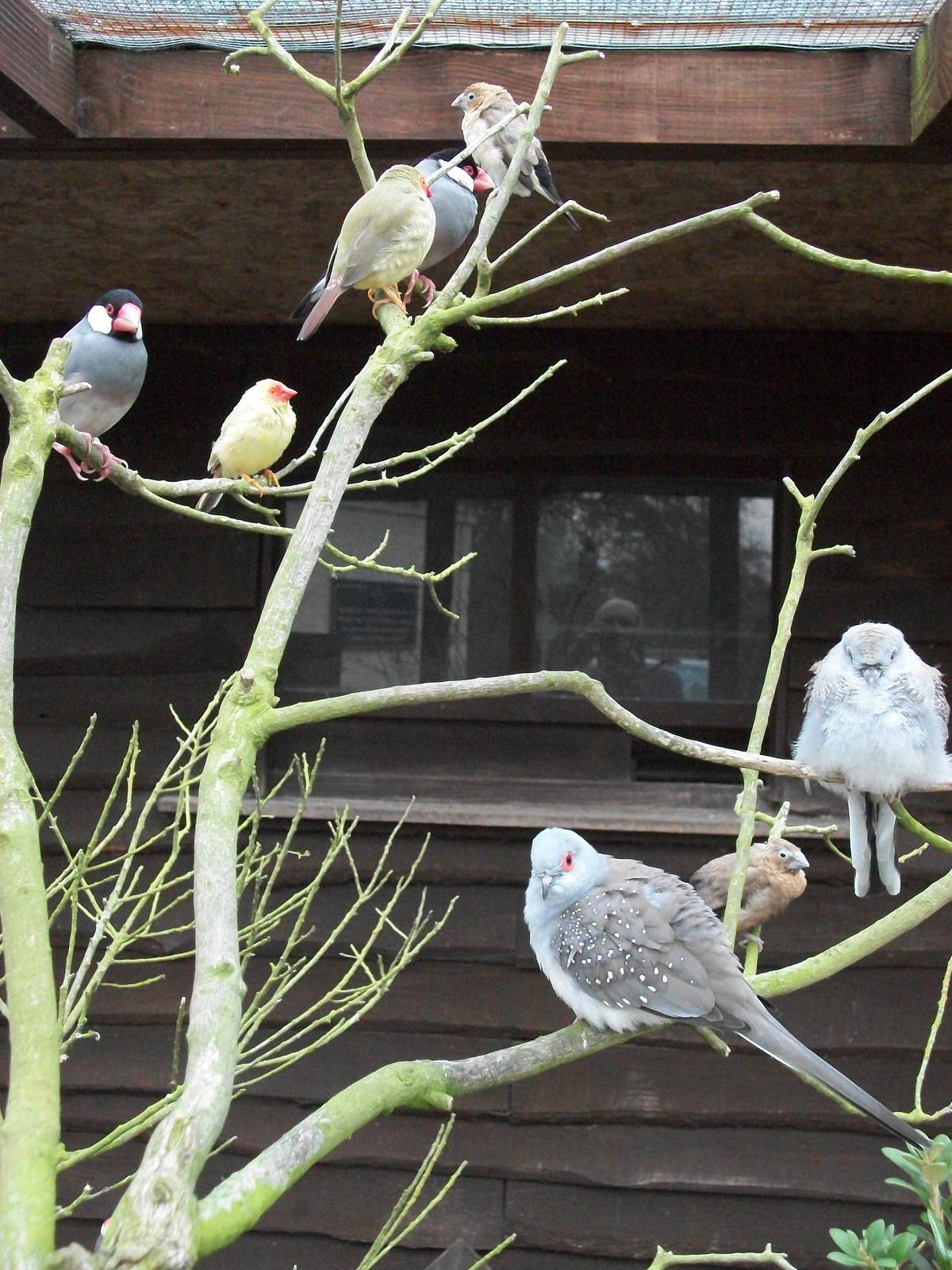 The aviary is known as The Finches, 5th May 2014