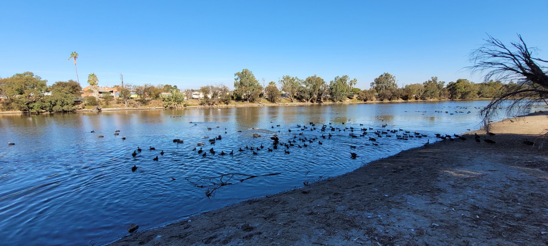 The Avon River @ Northam WA - various waterbirds congregate to breed or feed there