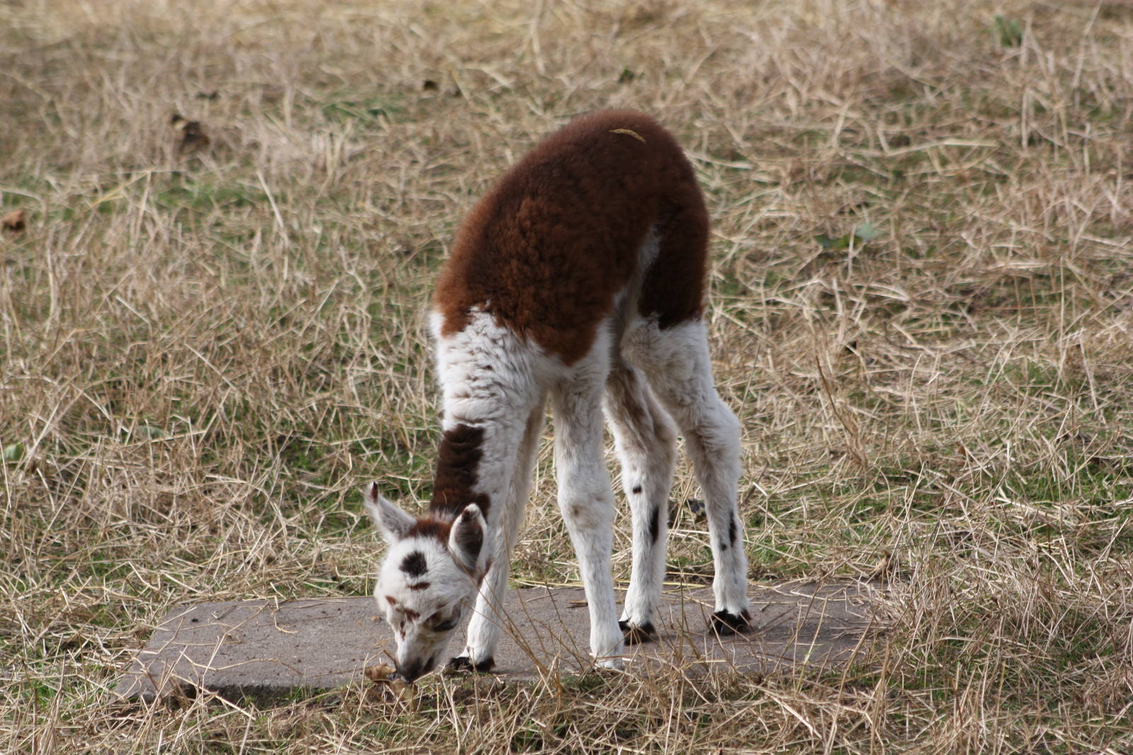 The baby has found a plinth!! 12th September 2014