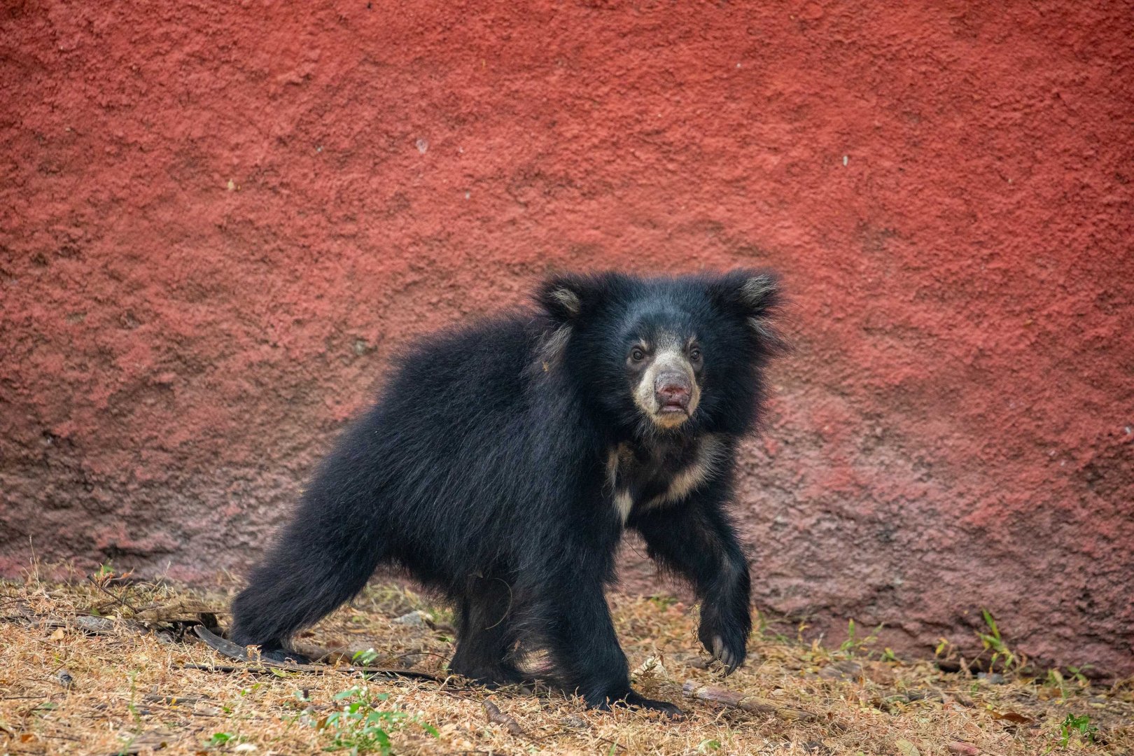 the baby Sloth Bear (Melursus ursinus)