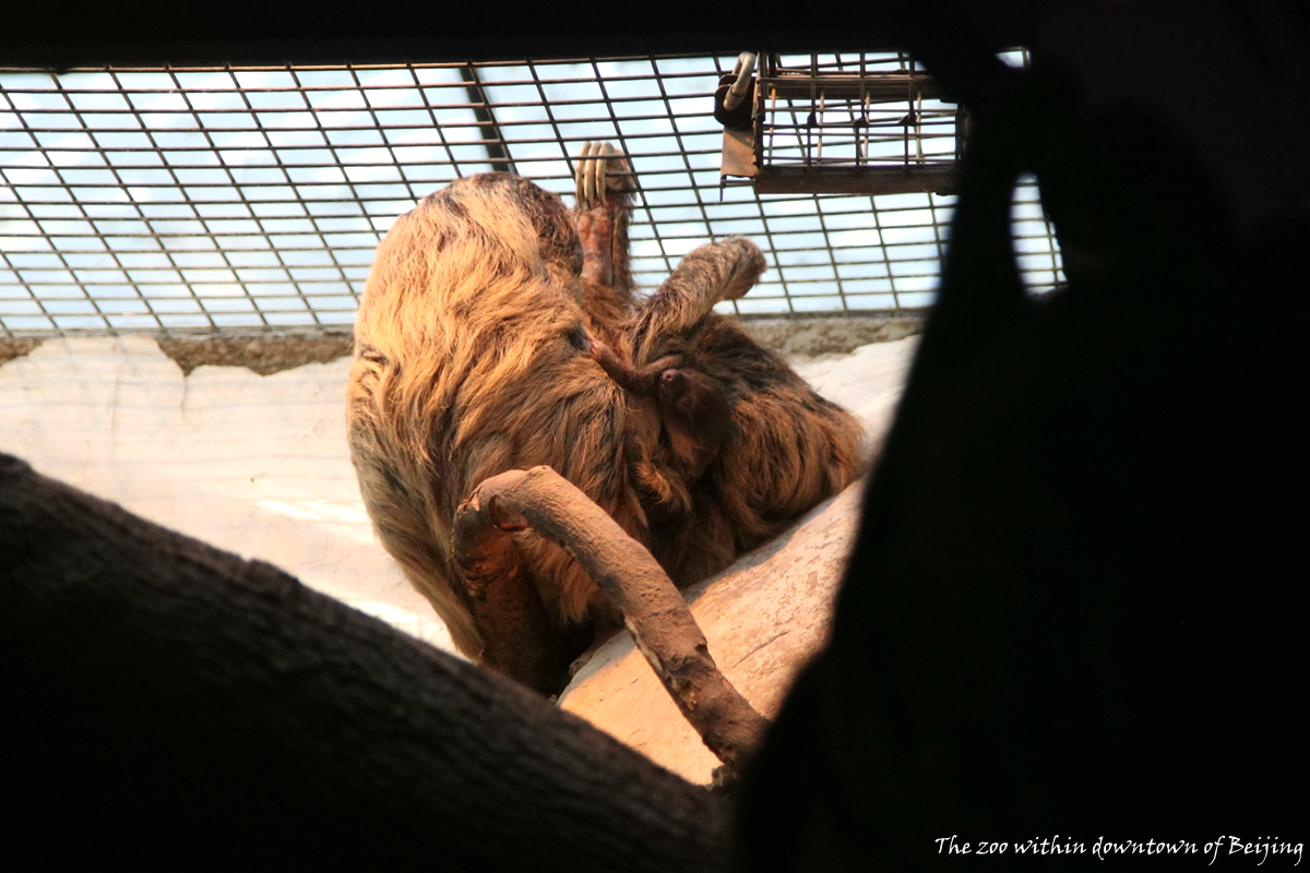 The Baby Sloth born in 2-11